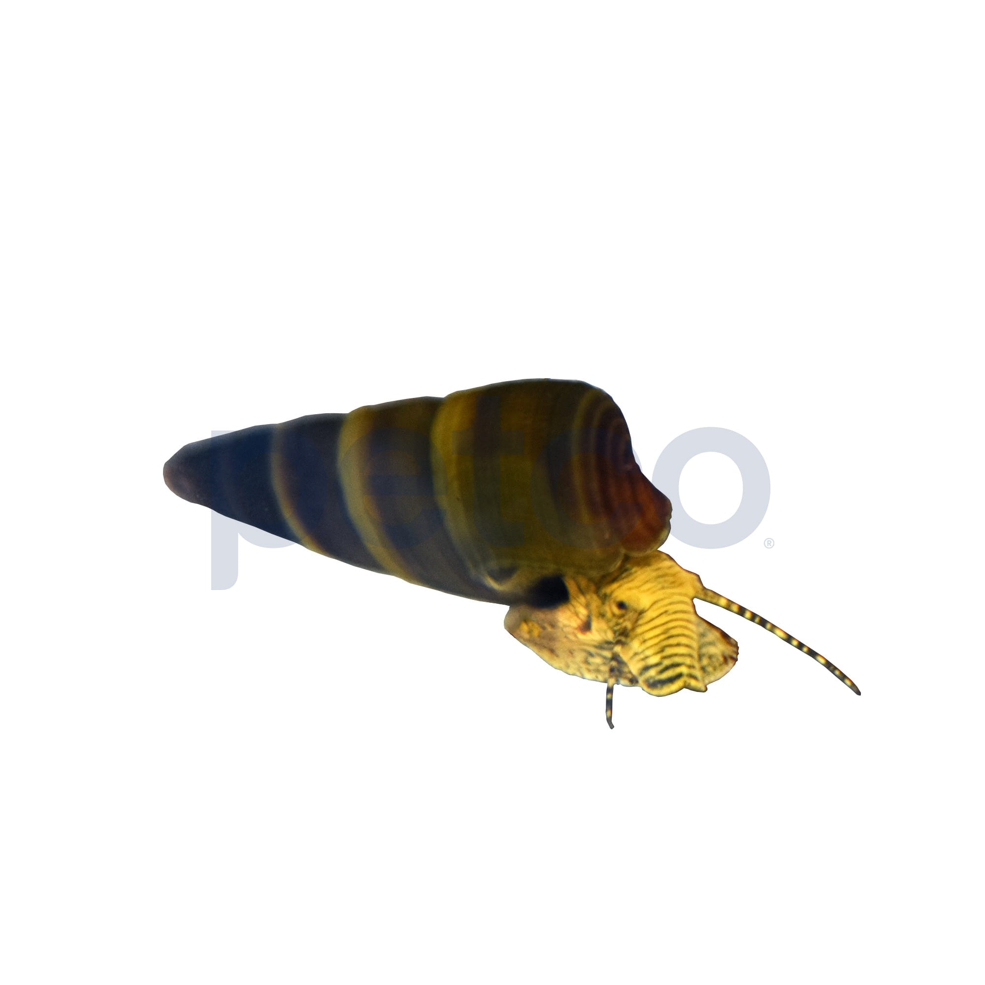 Rabbit Snail (Tylomelania Sp.) | Petco