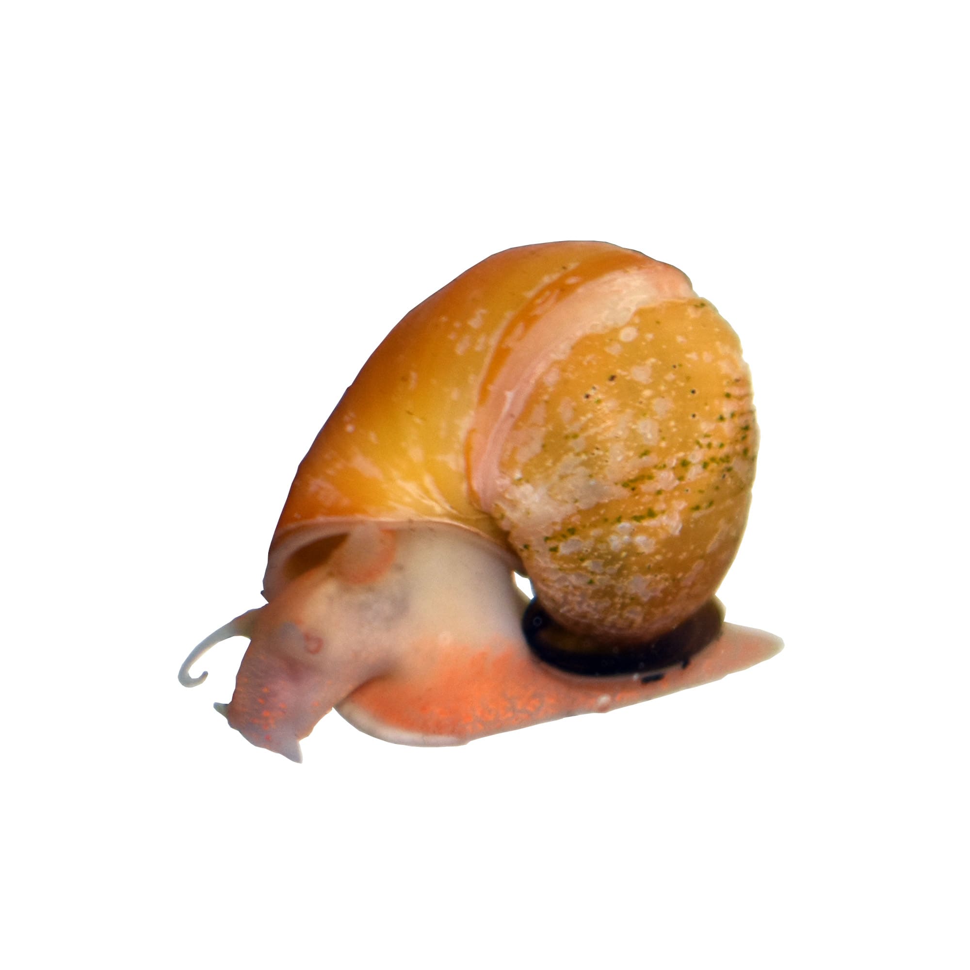 Petsmart snails 2025