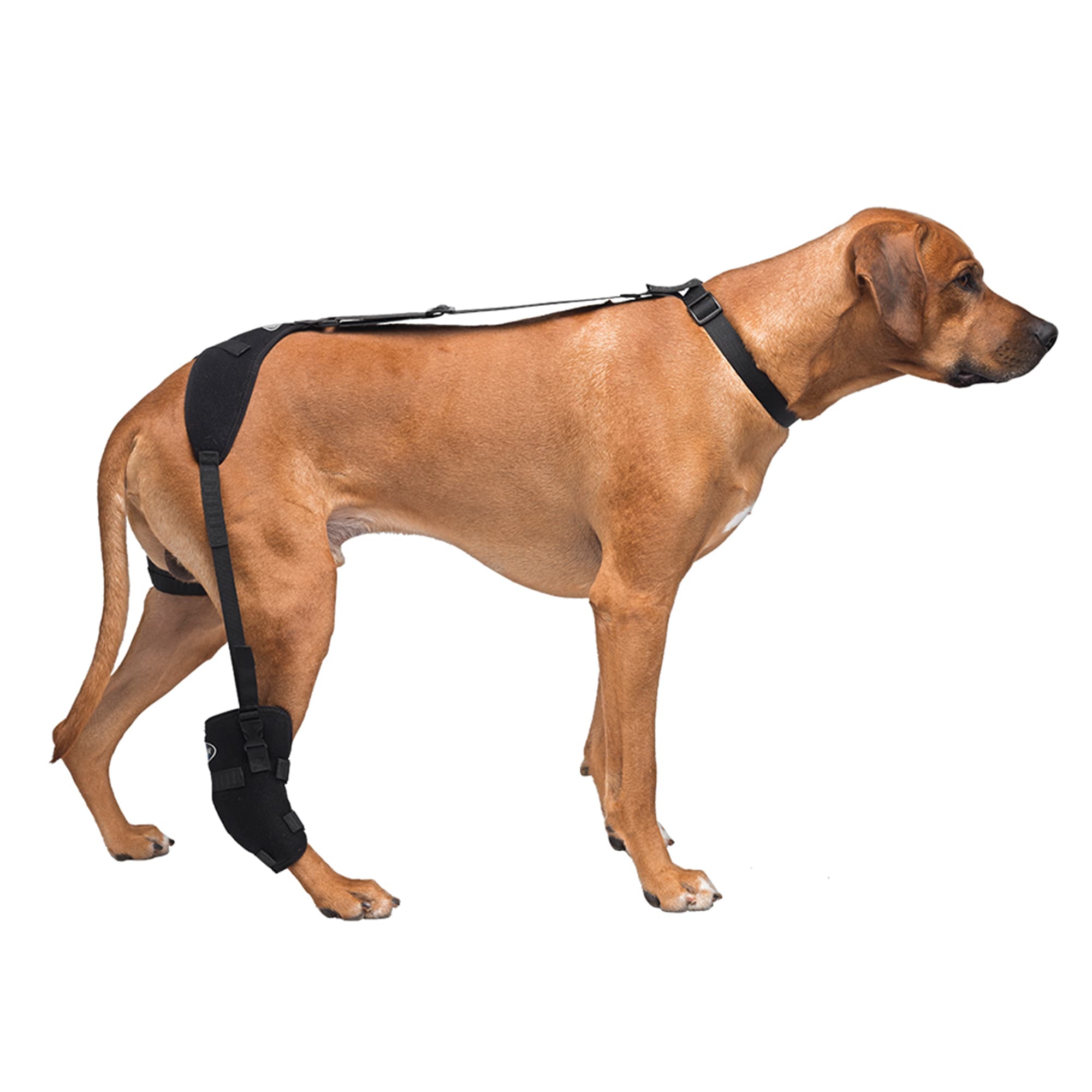 Caldera Hot & Cold Therapy Wrap with Gel for Dog Tarsals, Large | Petco