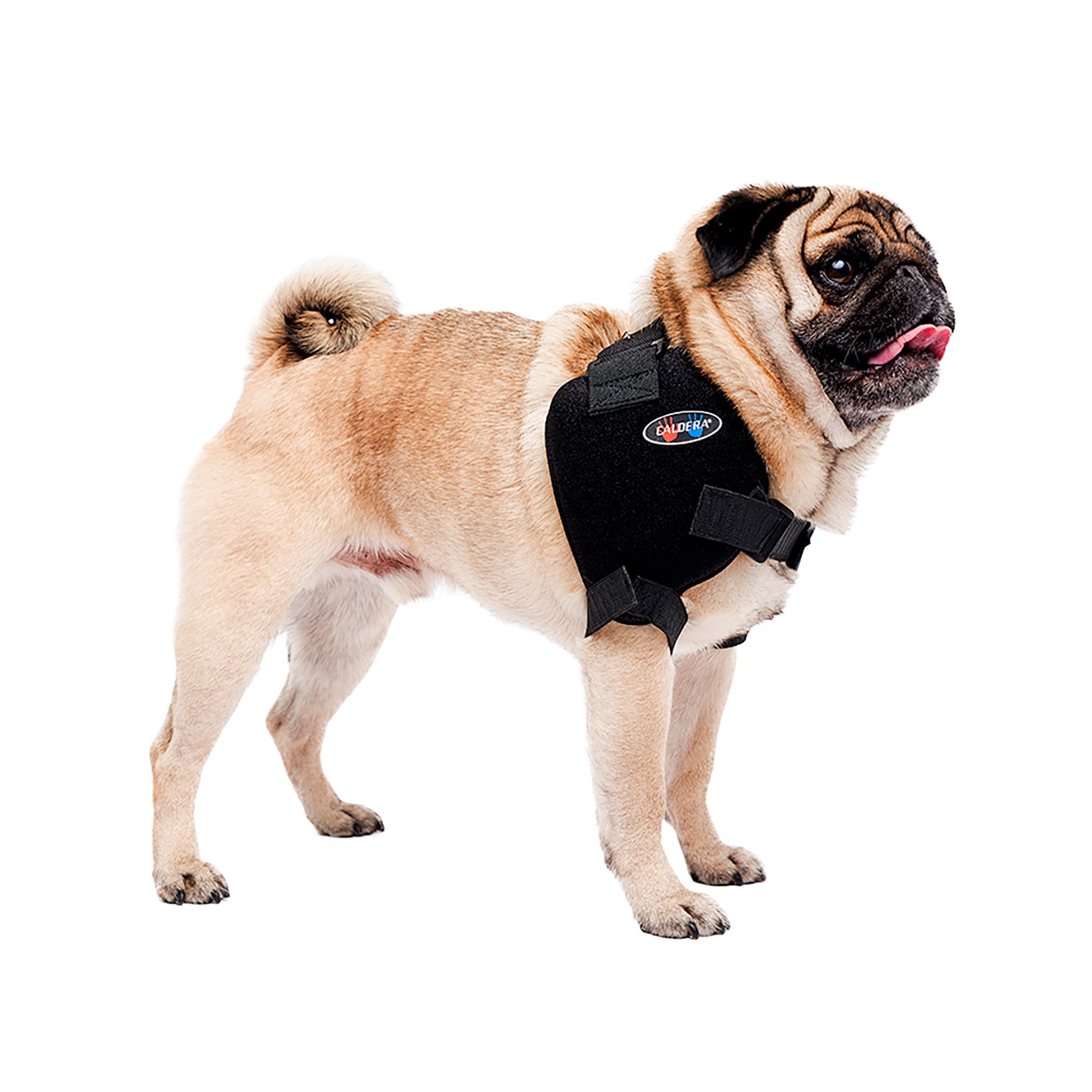 Dog knee brace shop petco