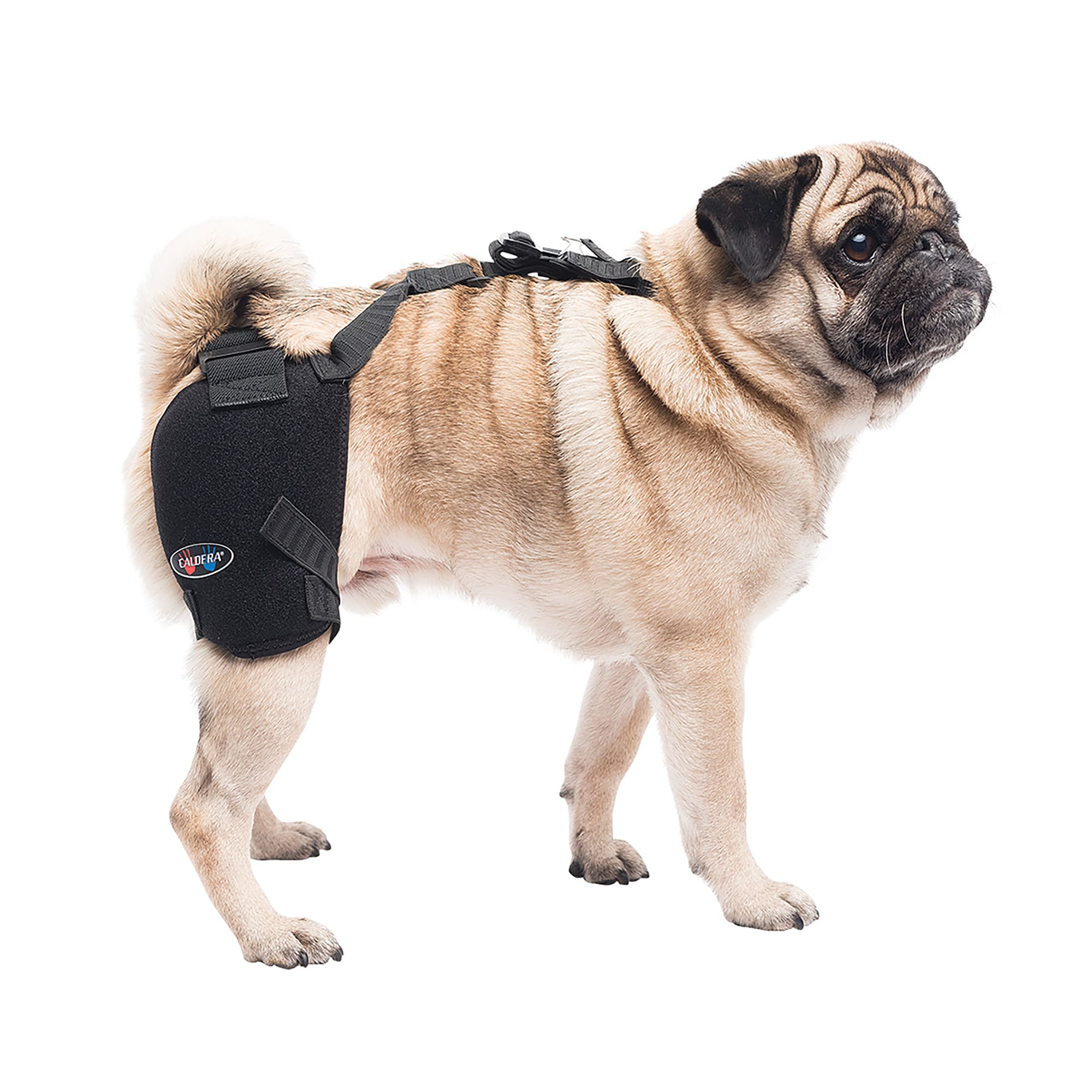 Dog knee 2025 brace petco