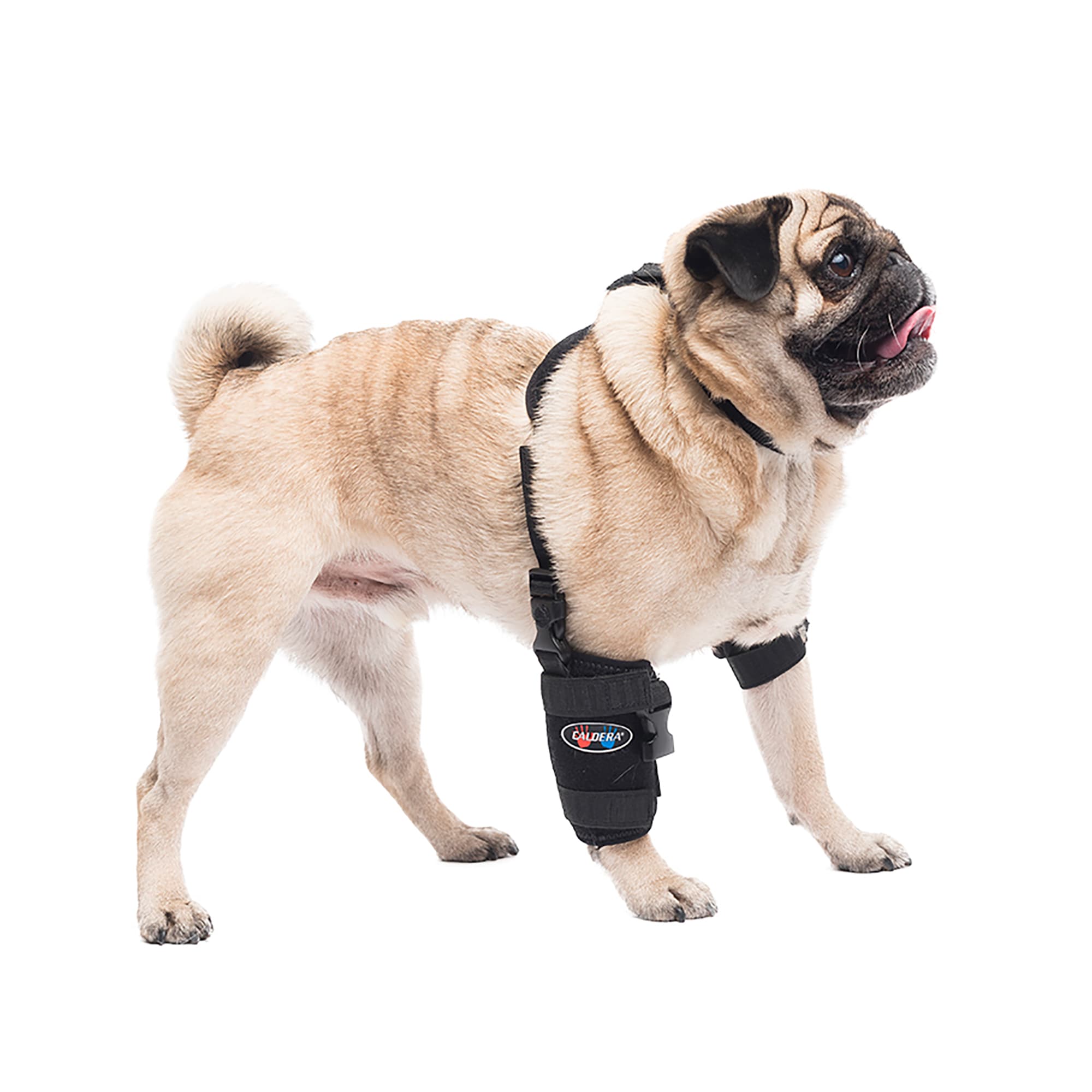 Dog knee hotsell brace petco