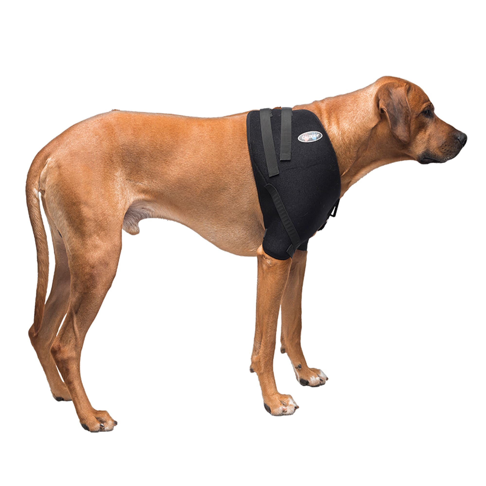 Petco dog shop leg brace