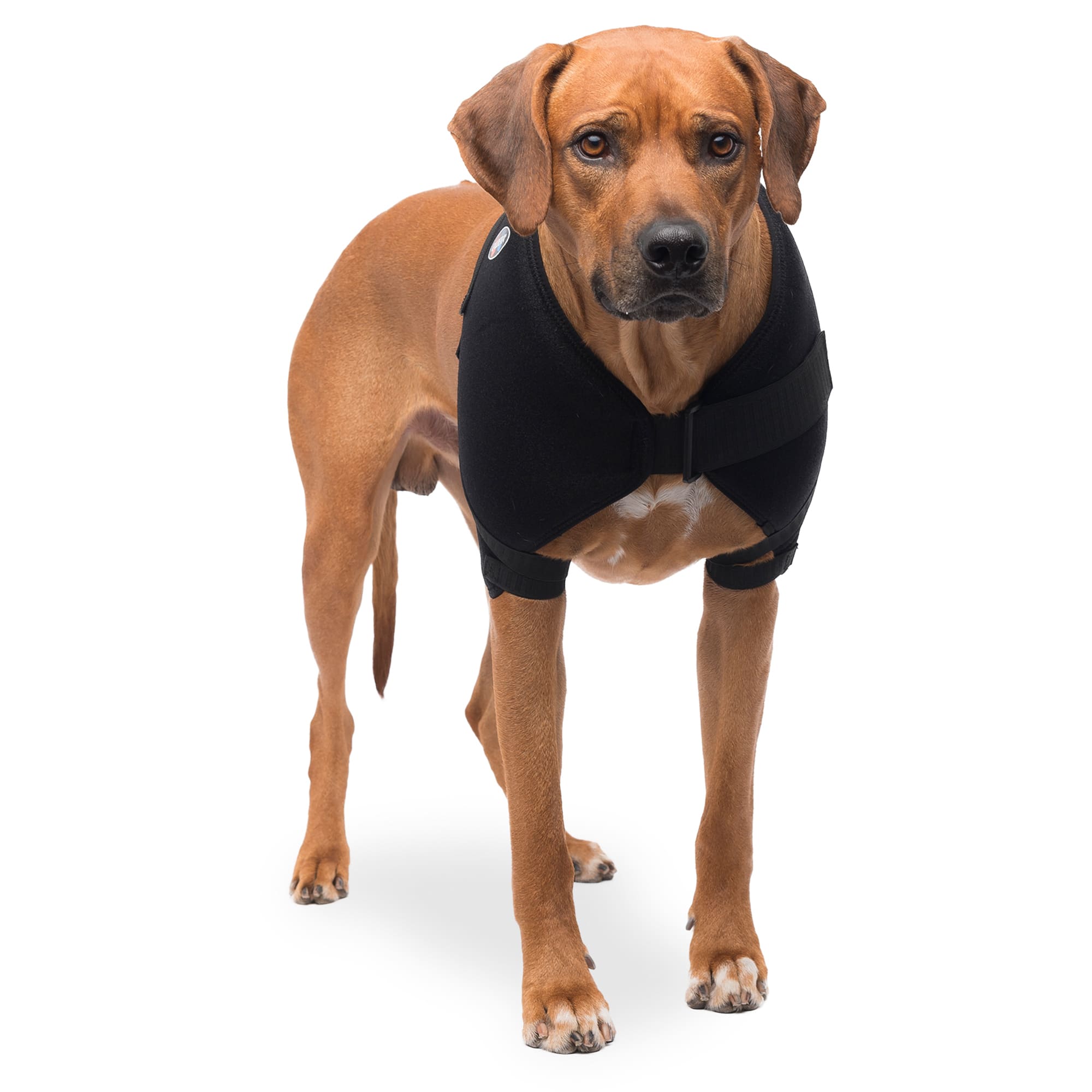 Dog knee hotsell brace petco