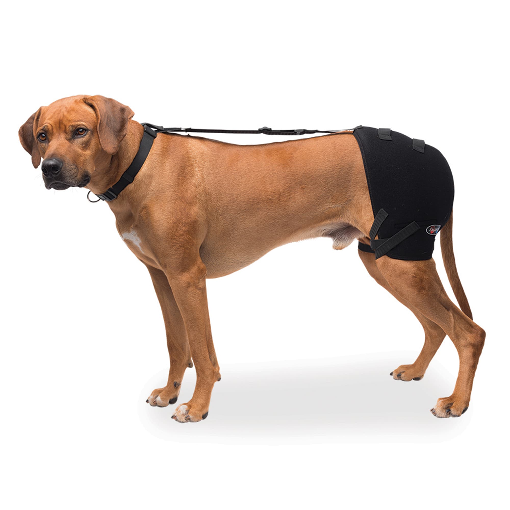 Petco dog outlet leg brace