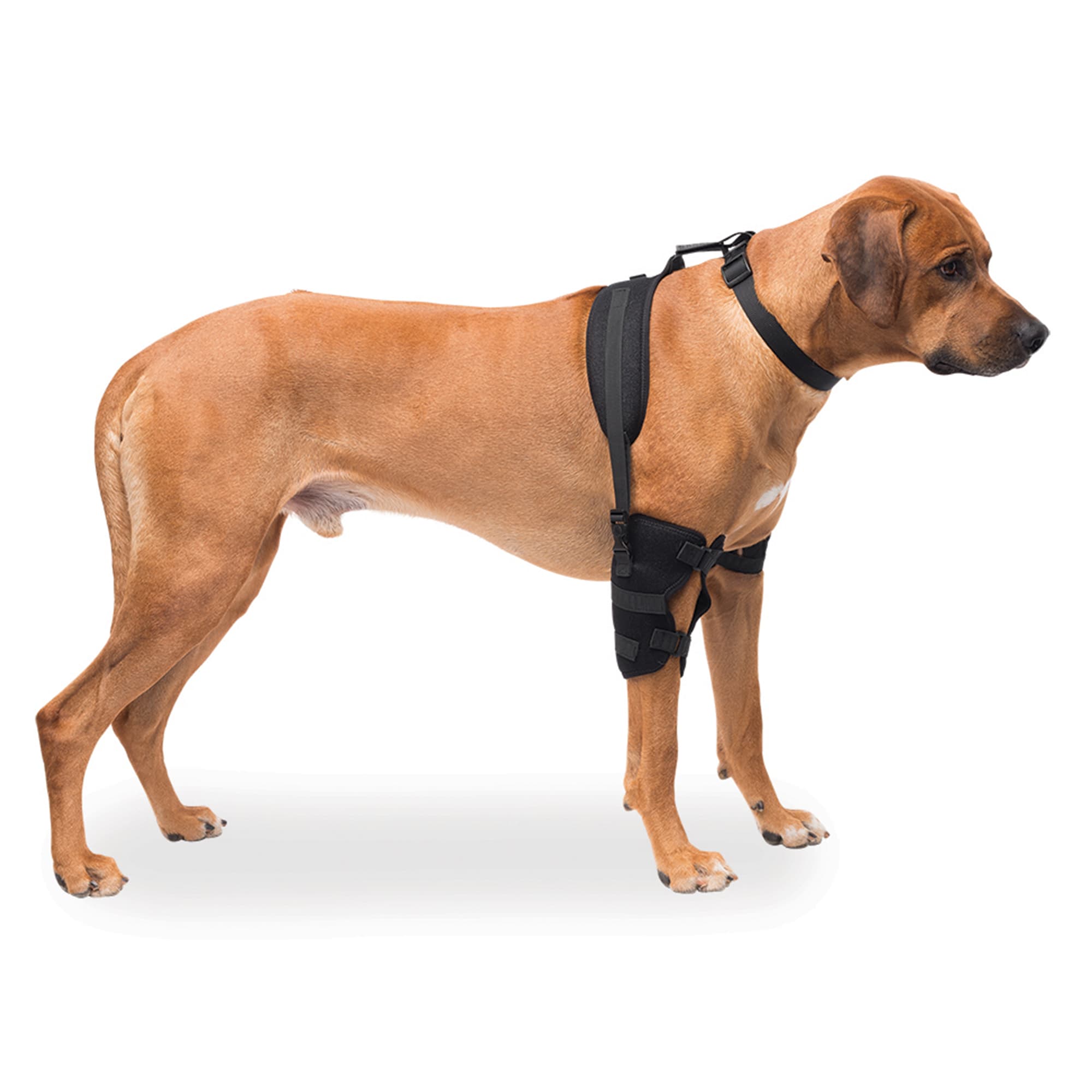 Dog knee brace petco sale