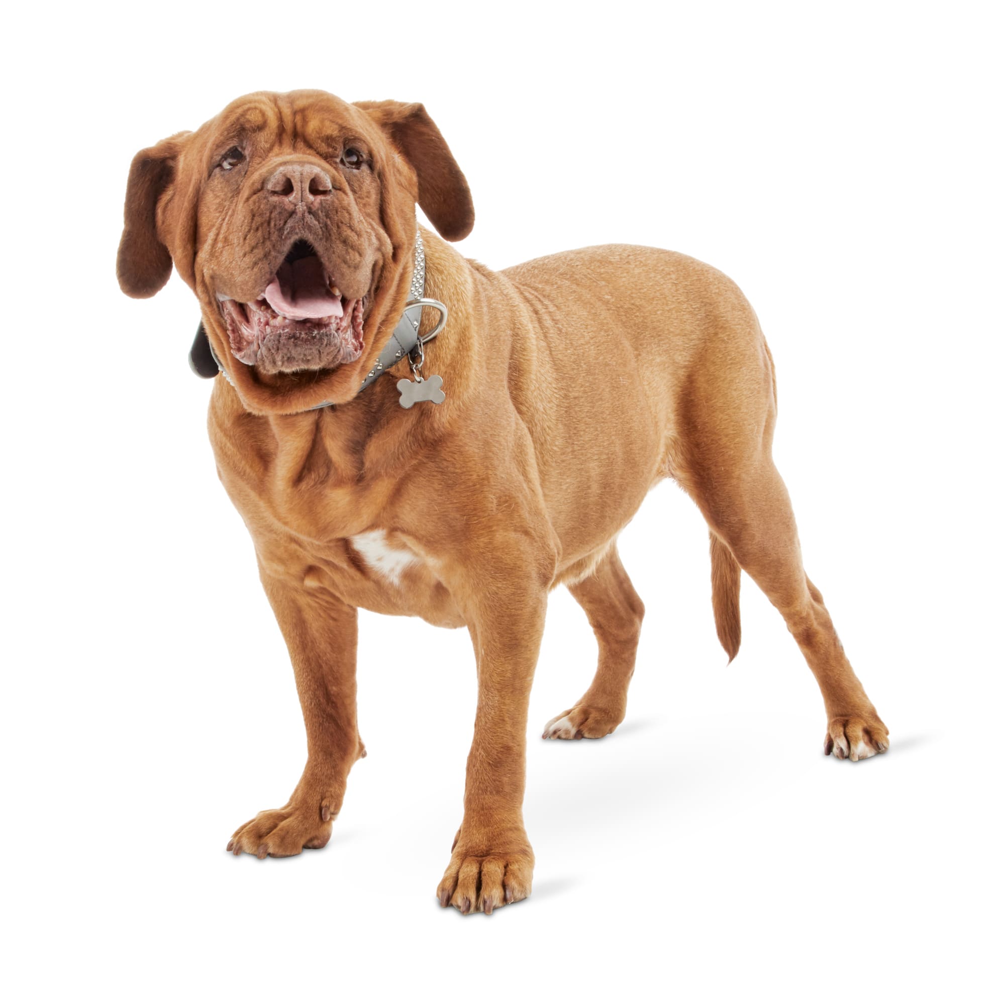 dog breed cane corso mastiff