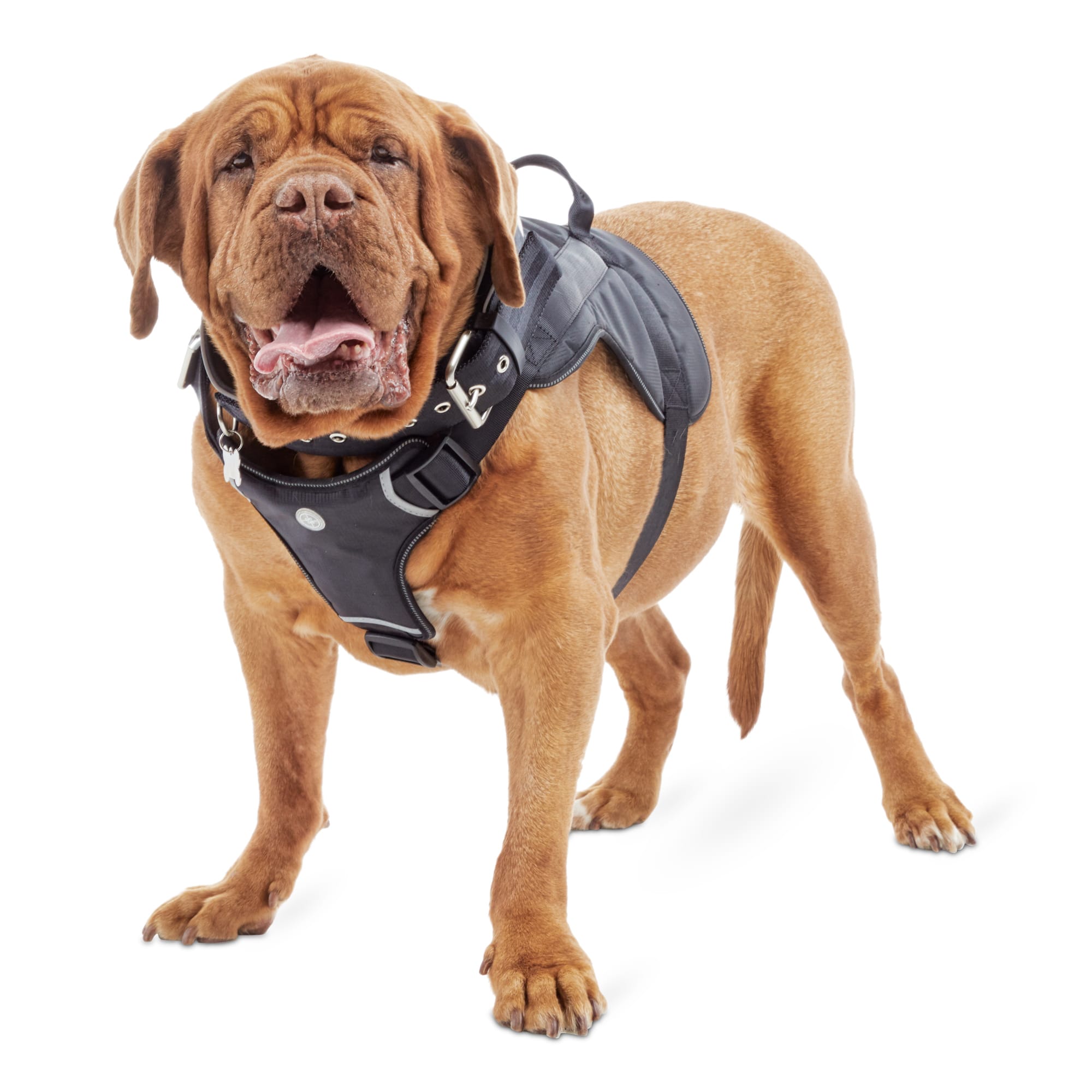 Dog best sale harness petco