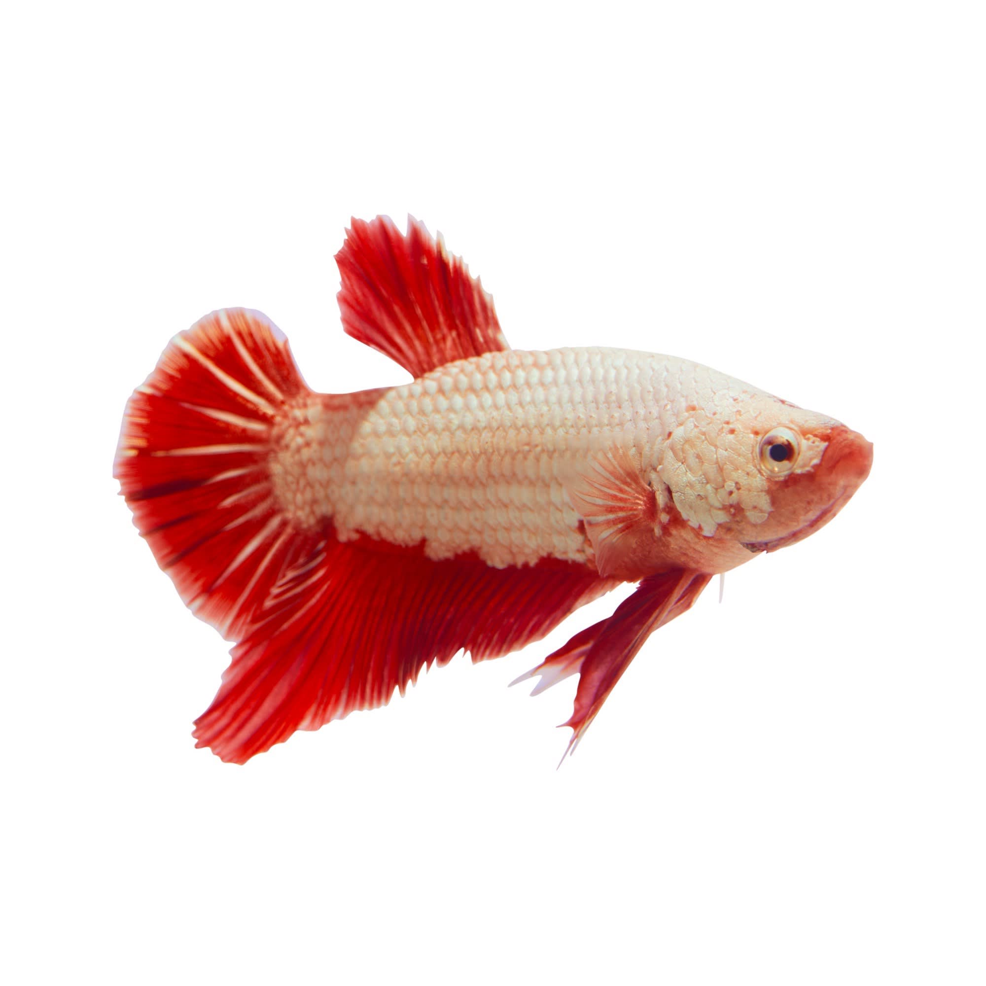 Male Red Platinum Dragon Bettas For Sale Petco