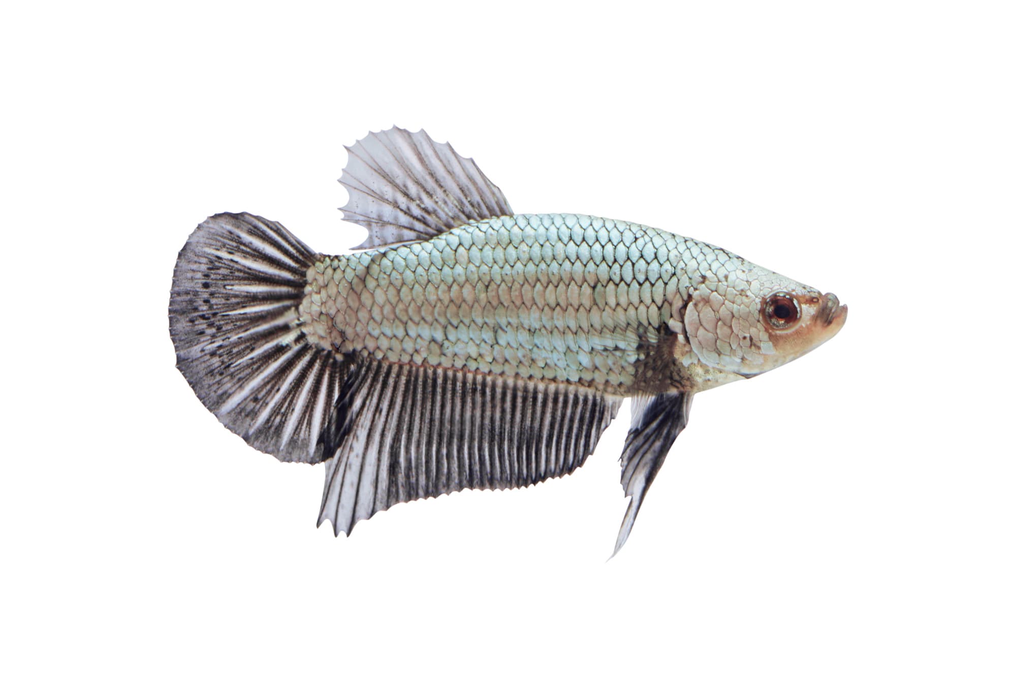 Platinum 2024 betta fish