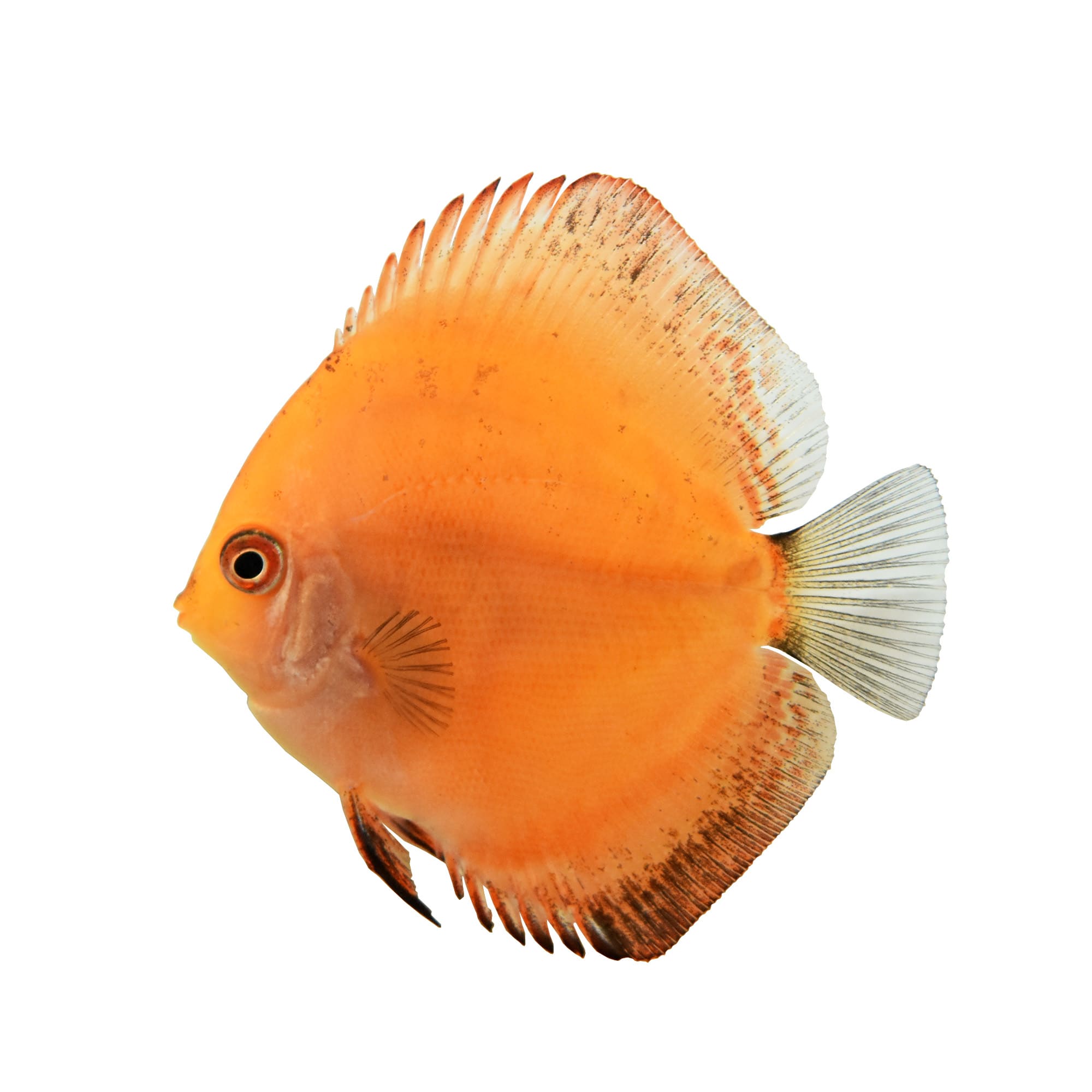 Discus fish 2025 for sale petco