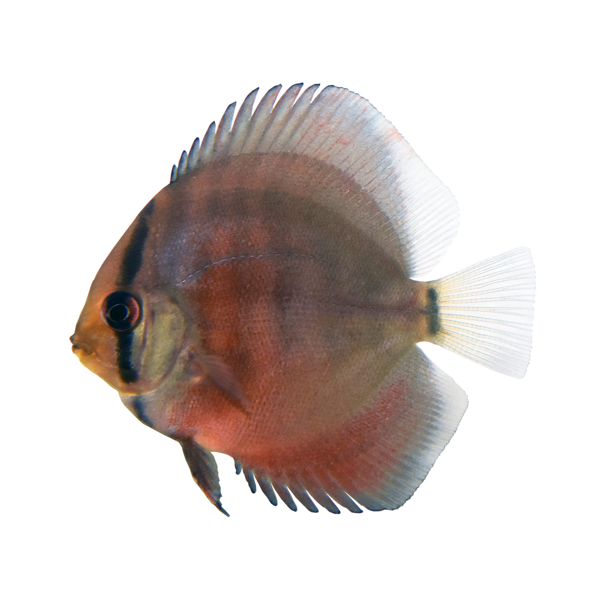 Discus fish 2025 for sale petco