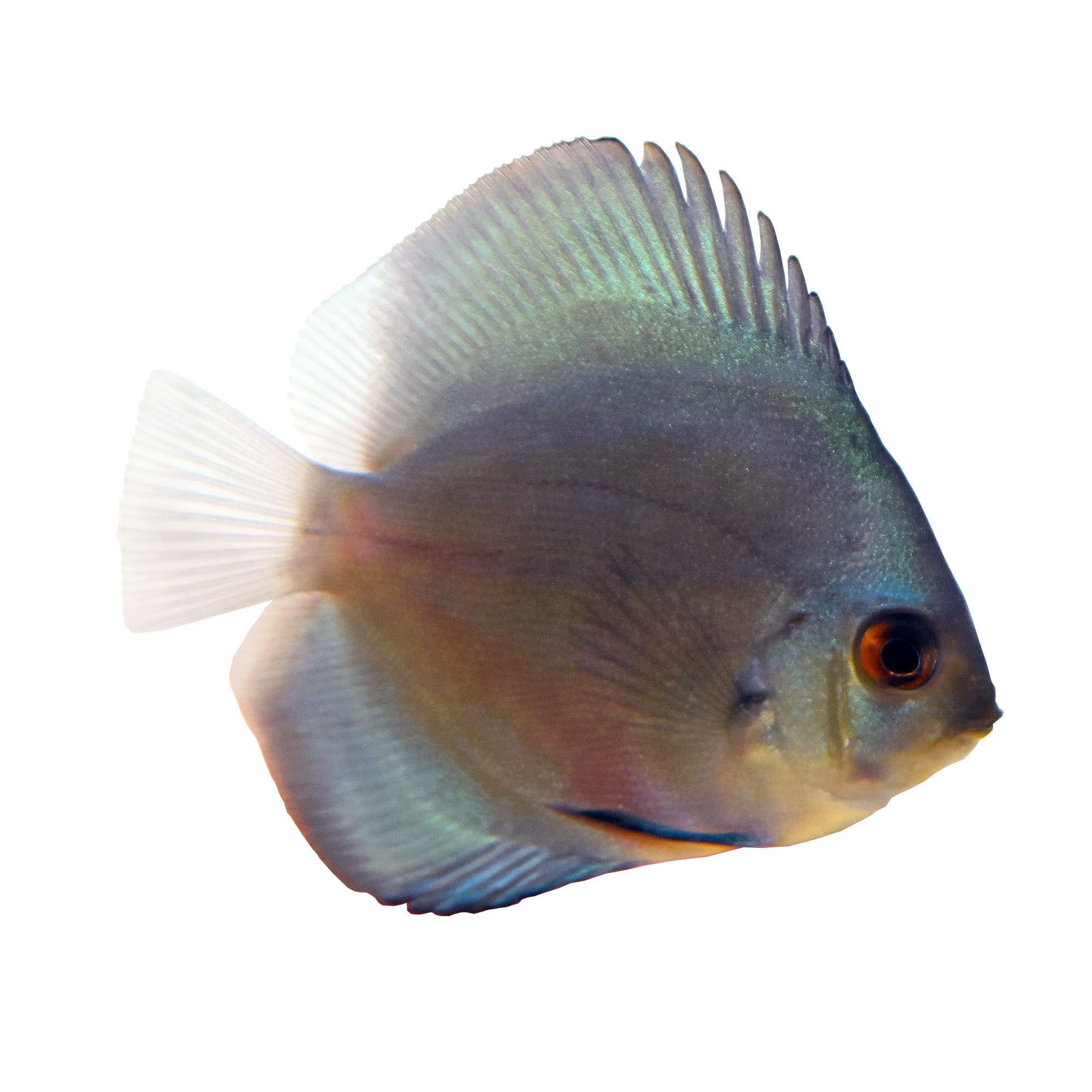Powder Blue Discus For Sale