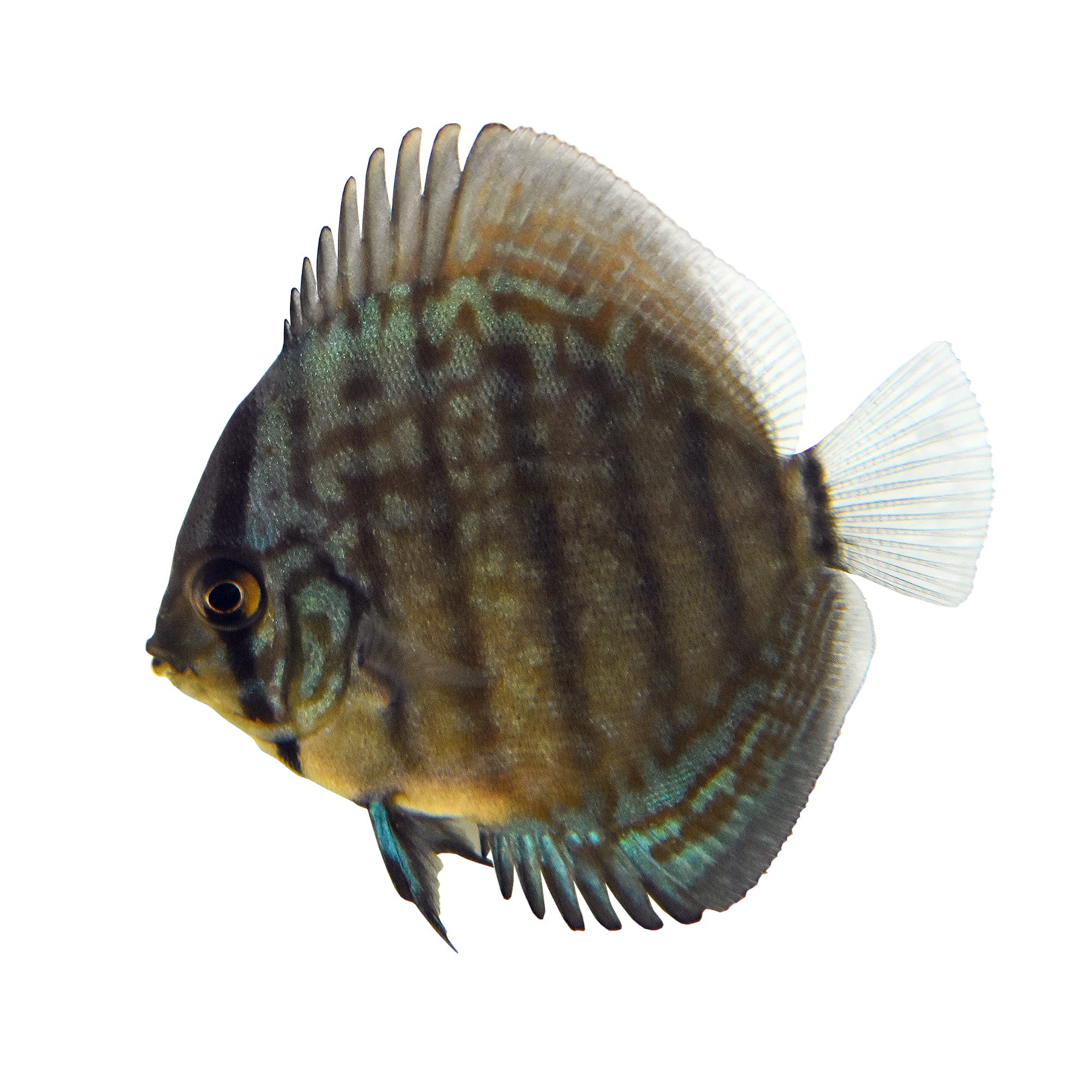 Blue Turquoise Discus for Sale: Order 