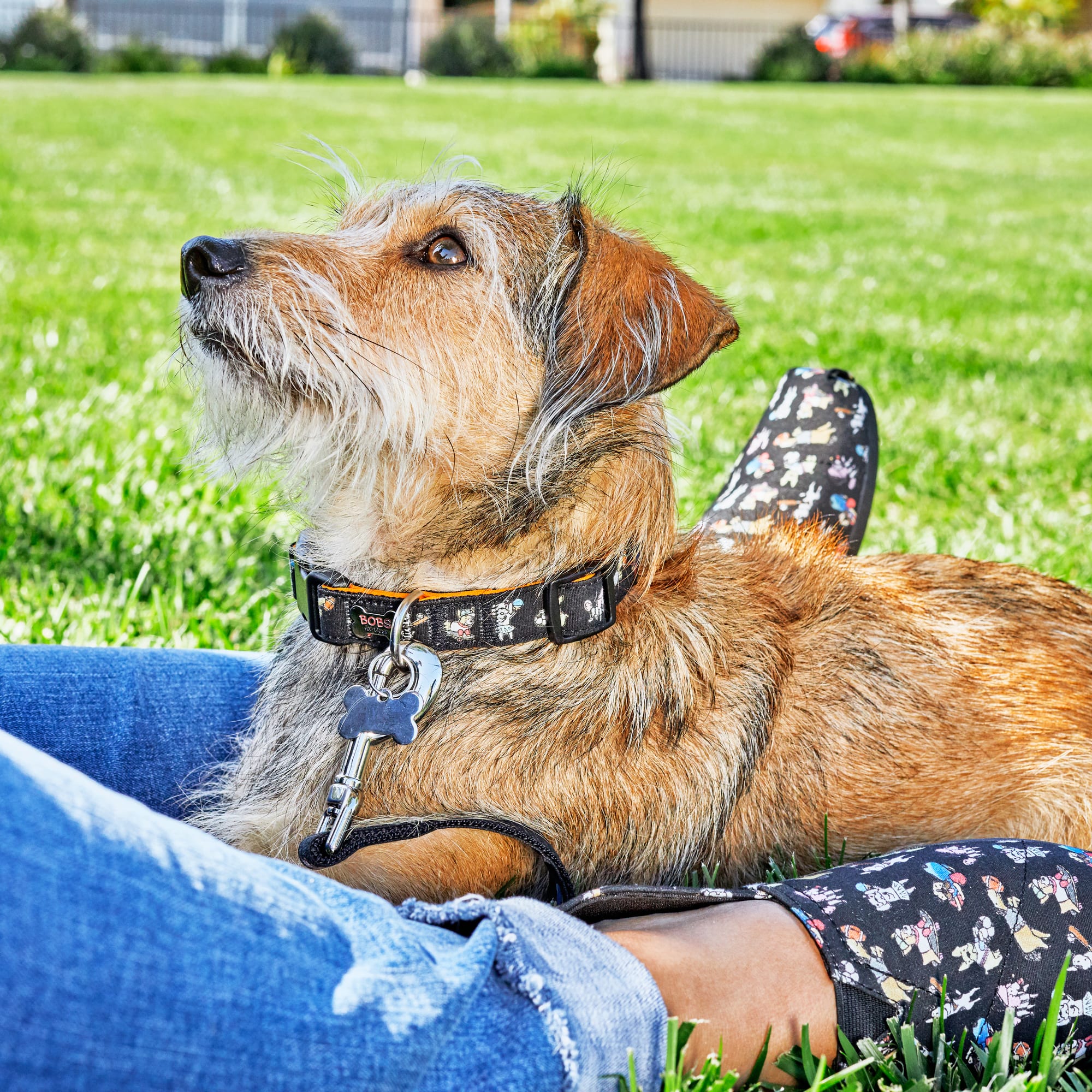 skechers bobs dog collar