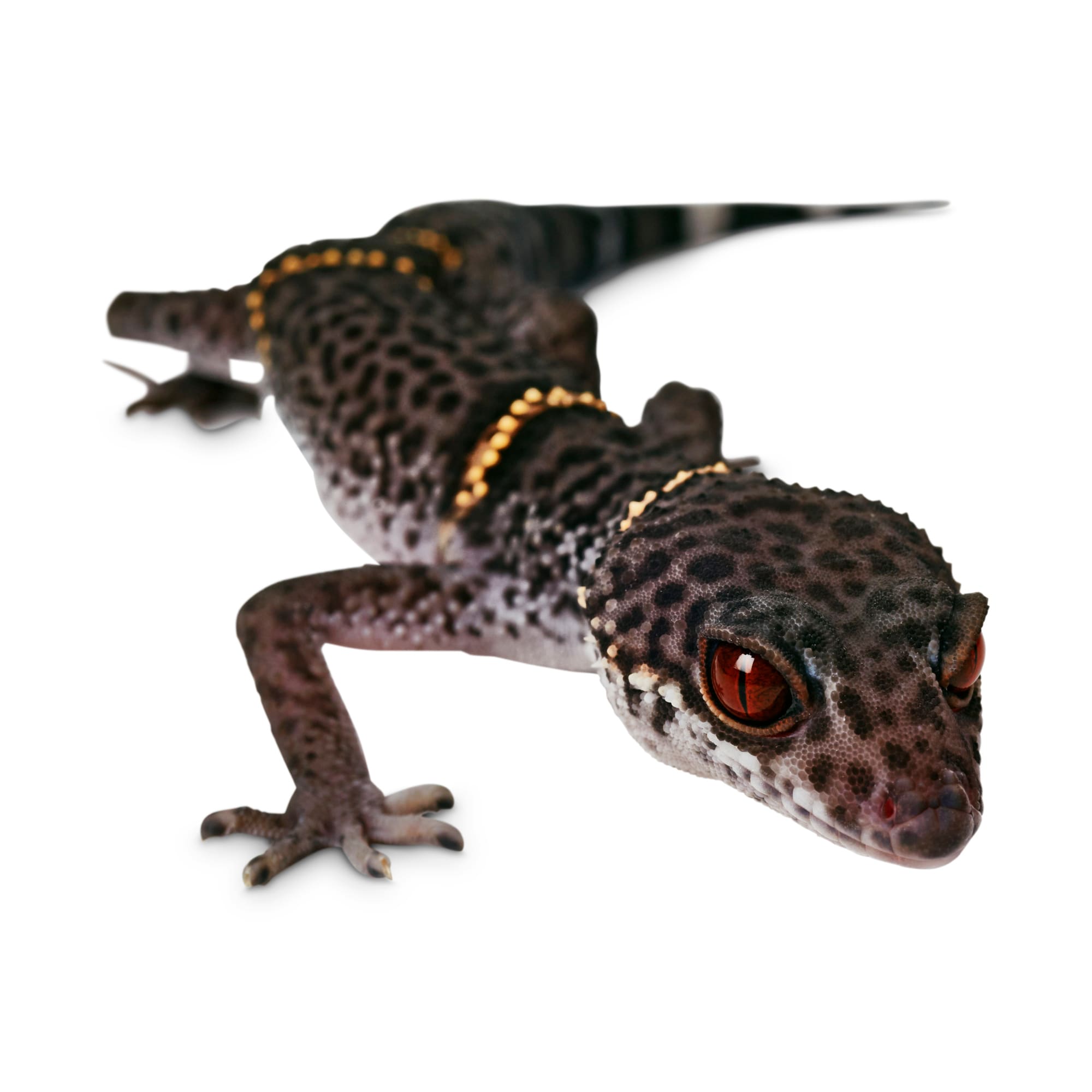 Chinese Cave Gecko For Sale Petco