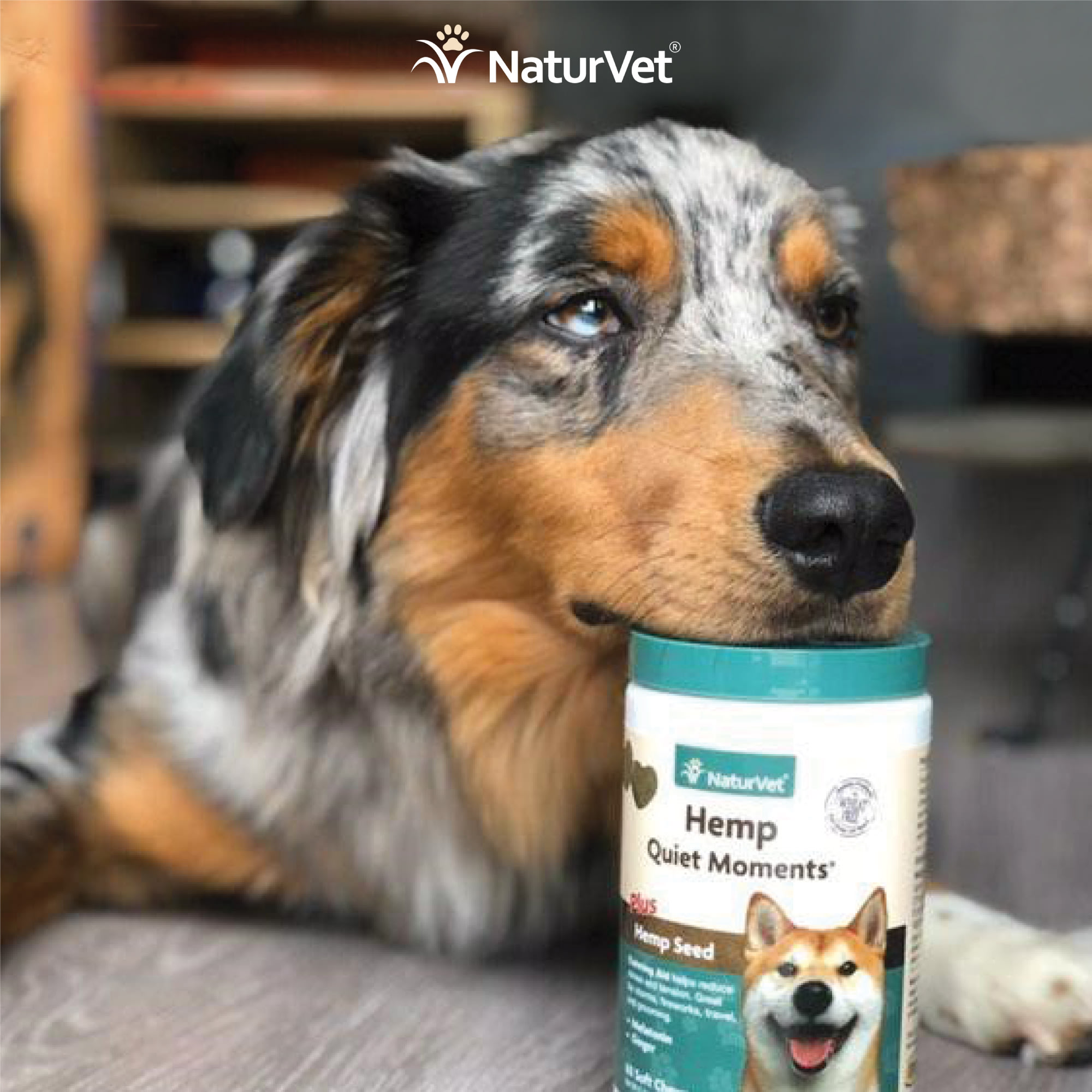 hemp quiet moments for dogs