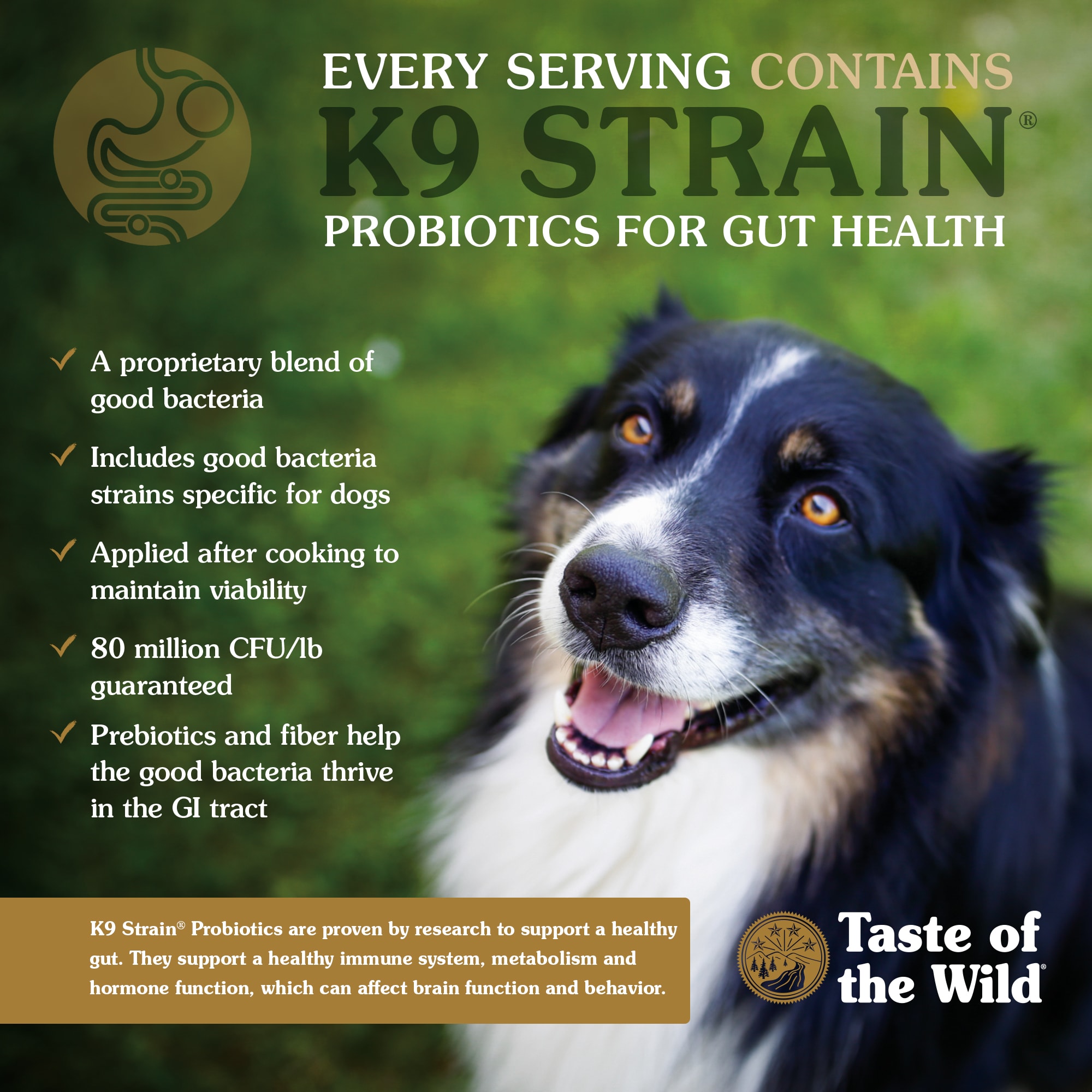 Wild mountain hotsell dog food