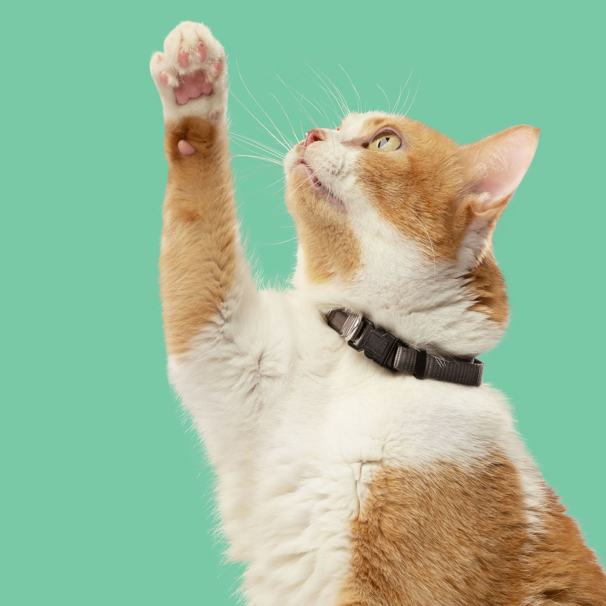 Nutrish indoor complete cat food best sale