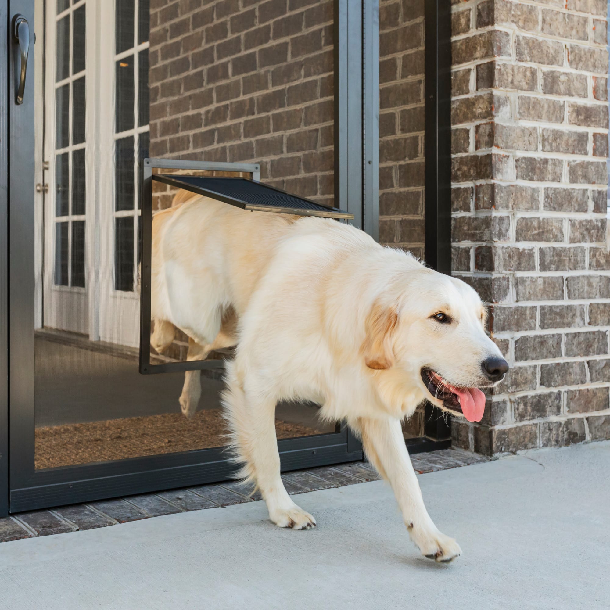 door with window and dog door