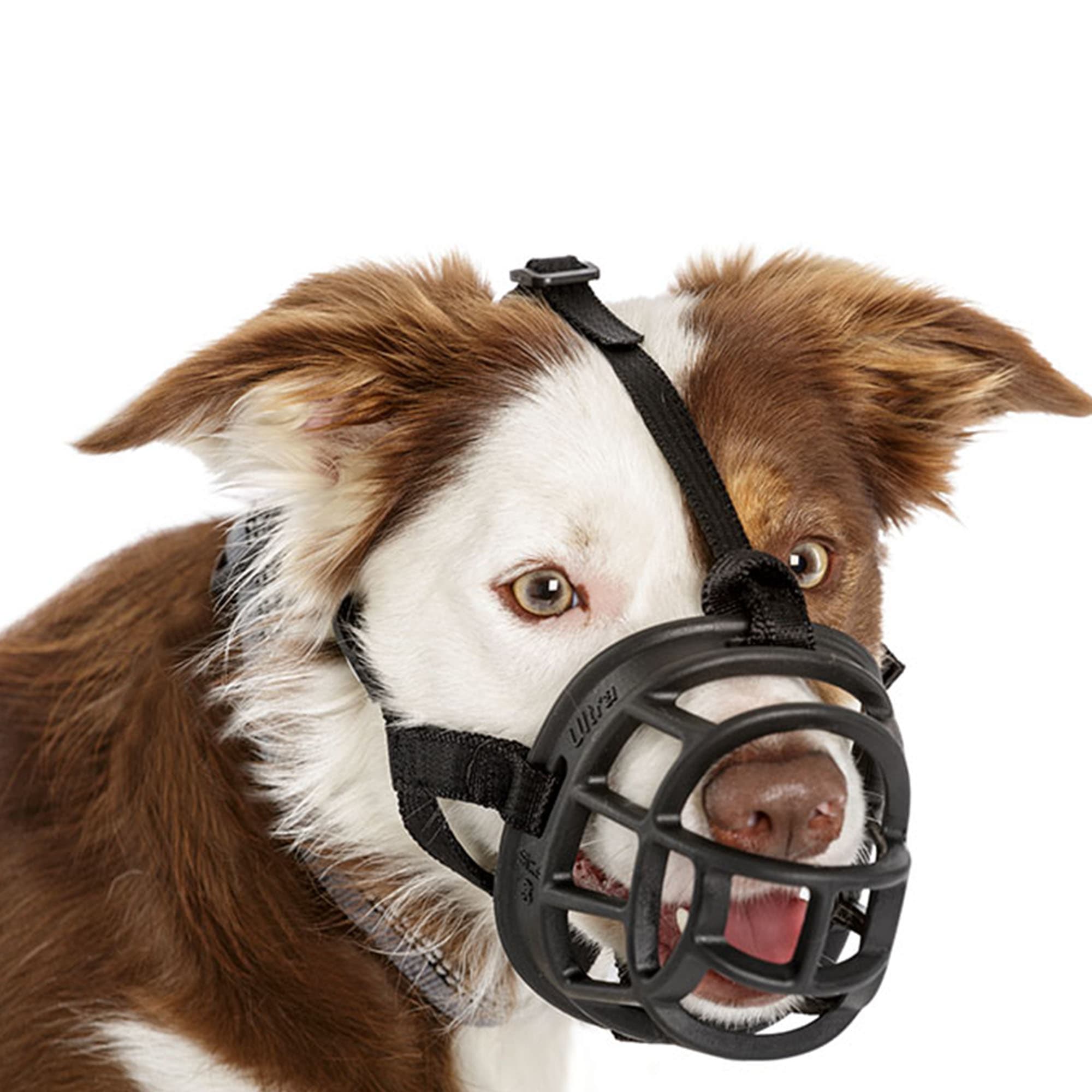 baskerville muzzle petco