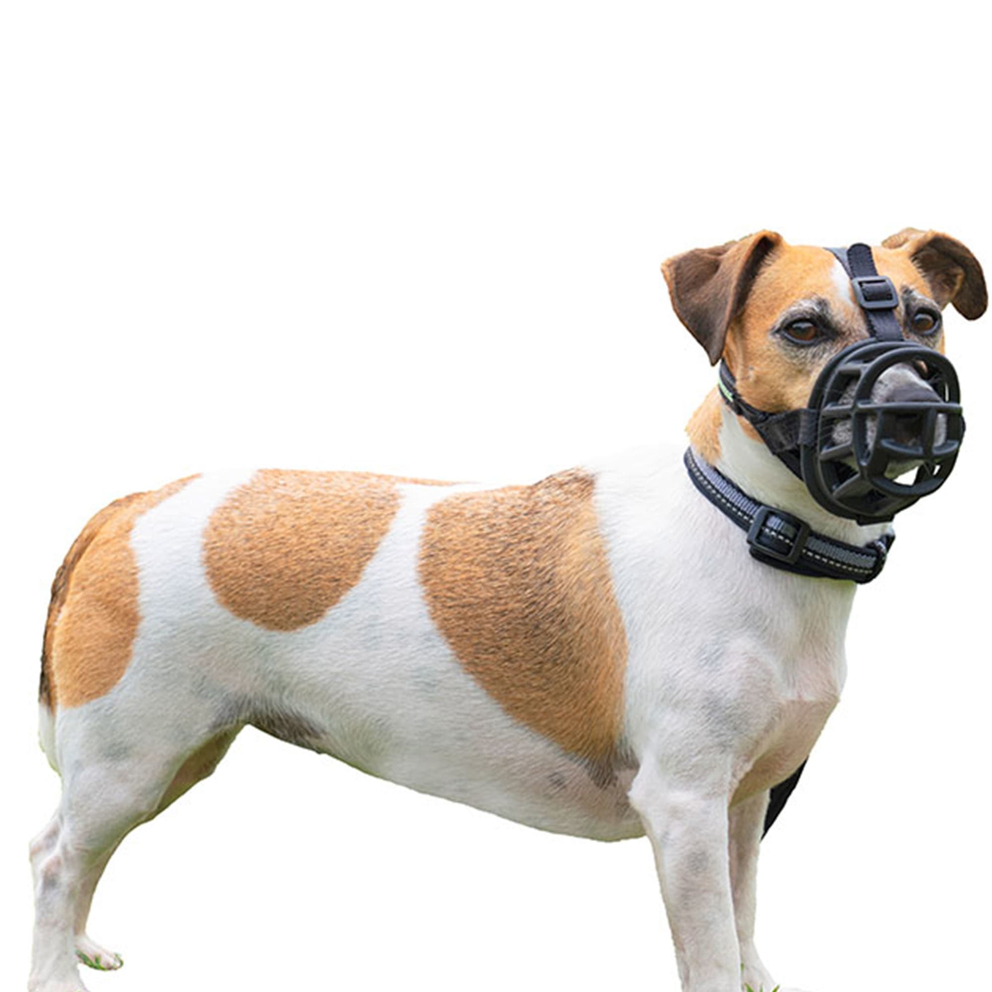 Muzzle for pitbull petco hotsell