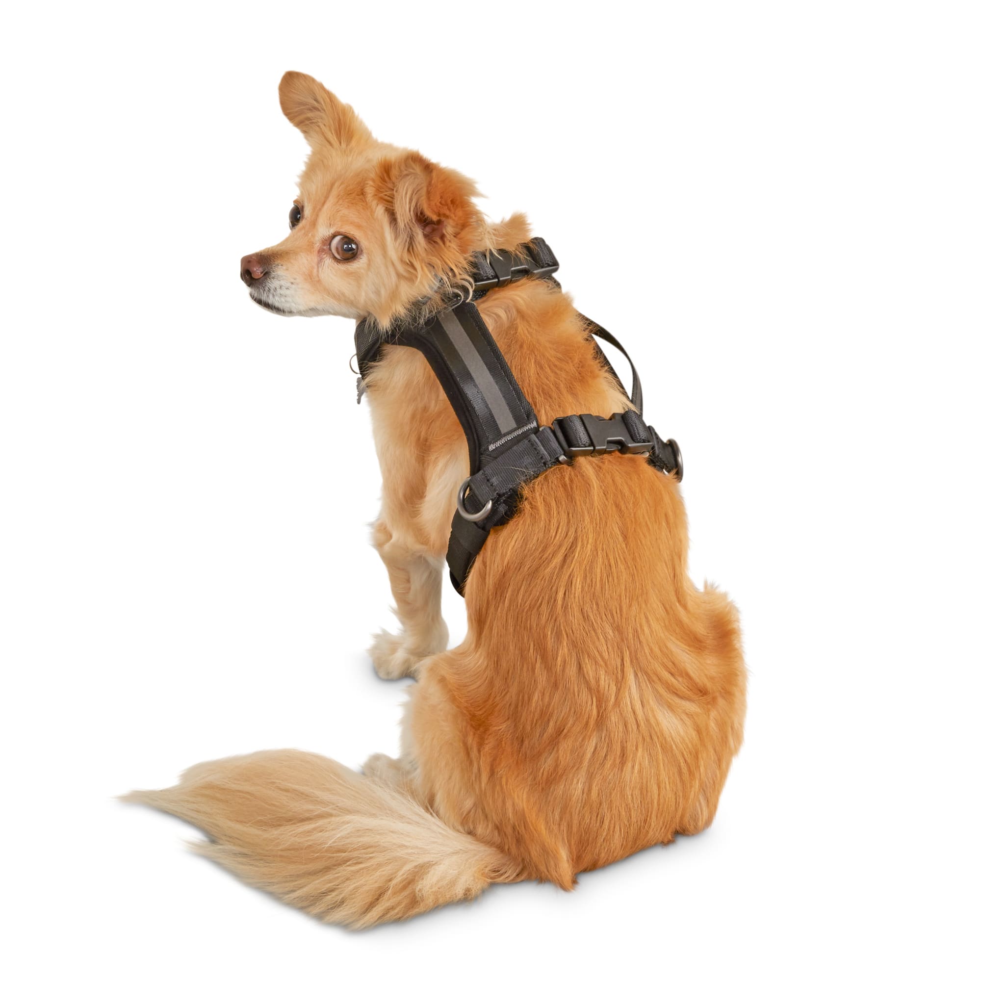 Auto Pet Harness