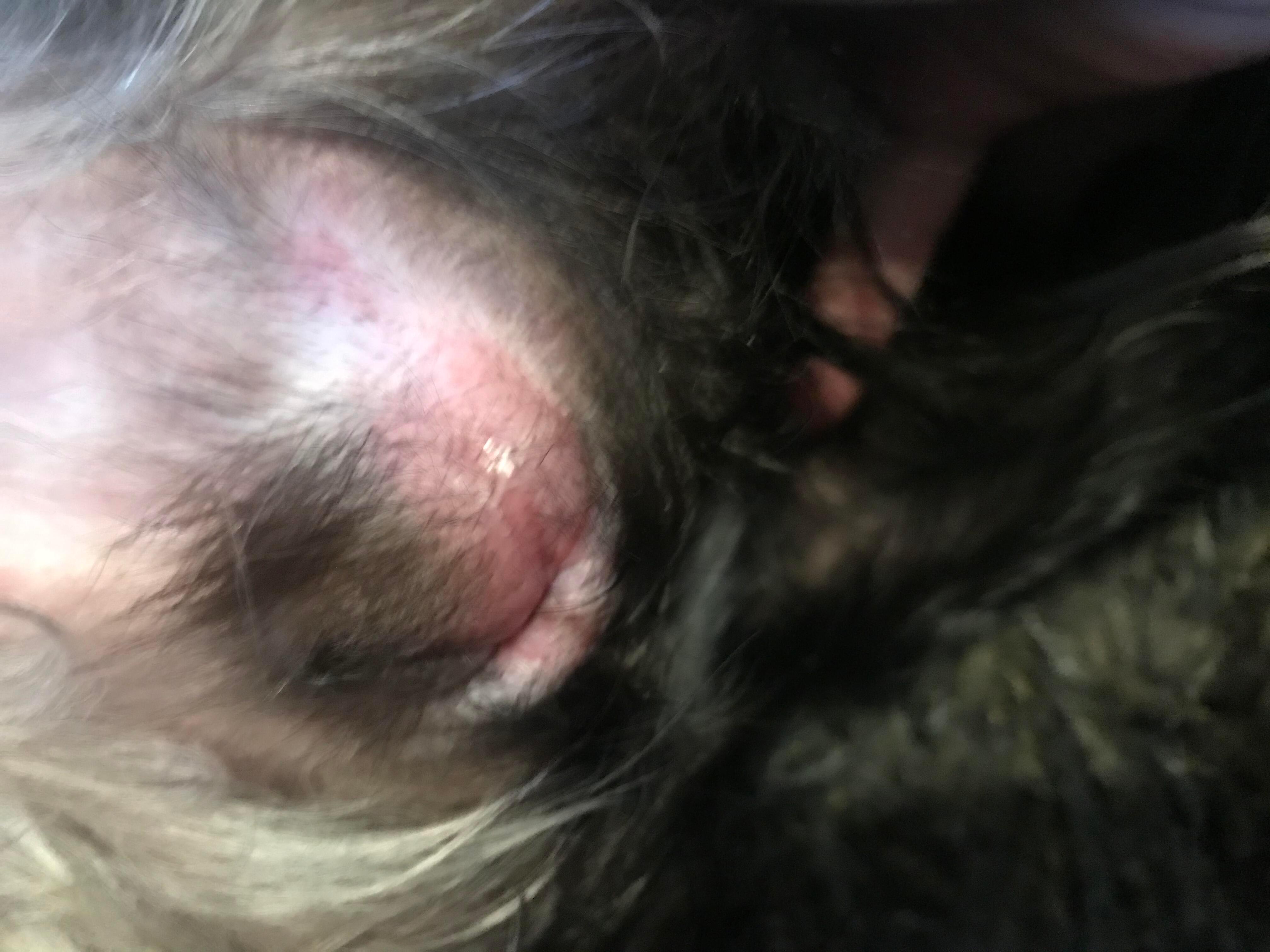 My dog's vulva is swollen with a hard lump. Why is she licking? | Petco