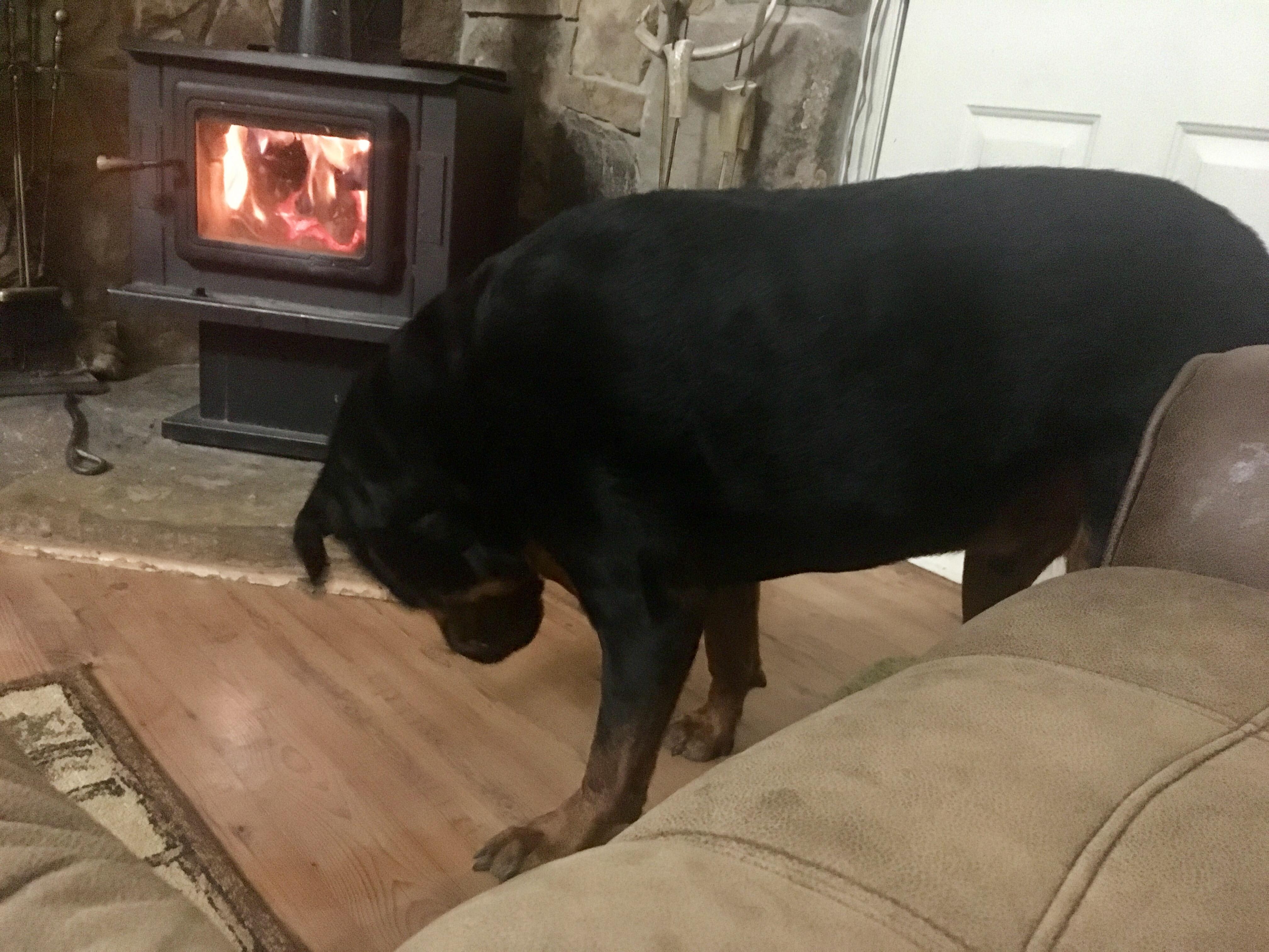 What's the Best Diet for Your Overweight Rottweiler? | Petco