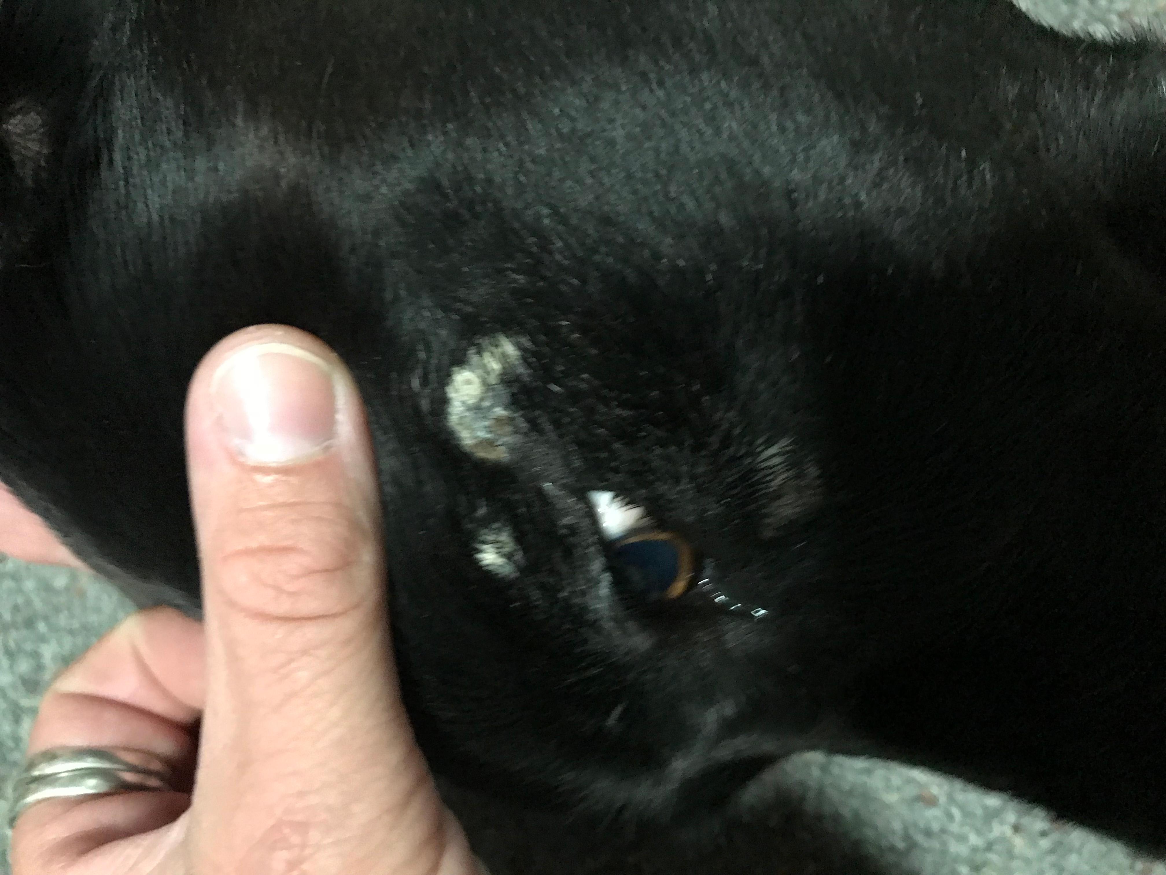 Why Does My Dog Have White Spots Around Their Eye? Causes Explained | Petco
