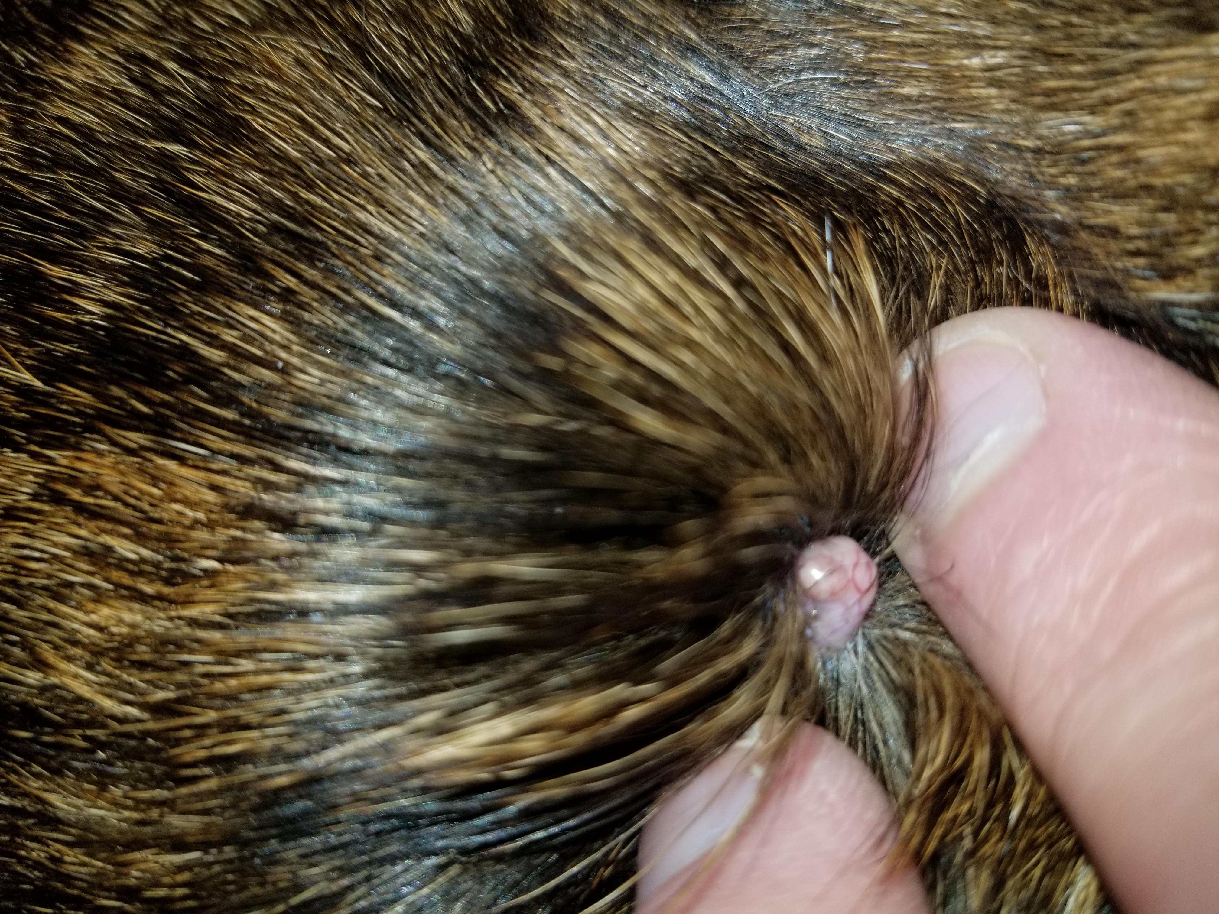 what-s-a-red-raised-lump-on-my-dog-s-neck-with-blood-vessels-petco