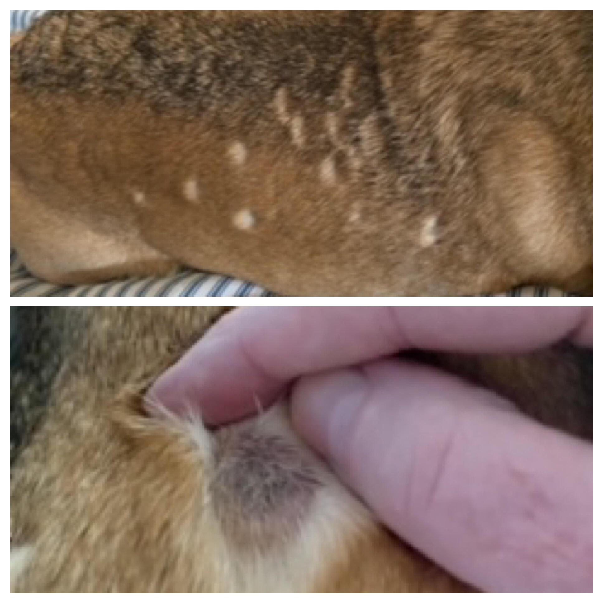 My Dog Has Bald Spots & Gray, Crusty Skin. What Is It? | Petco