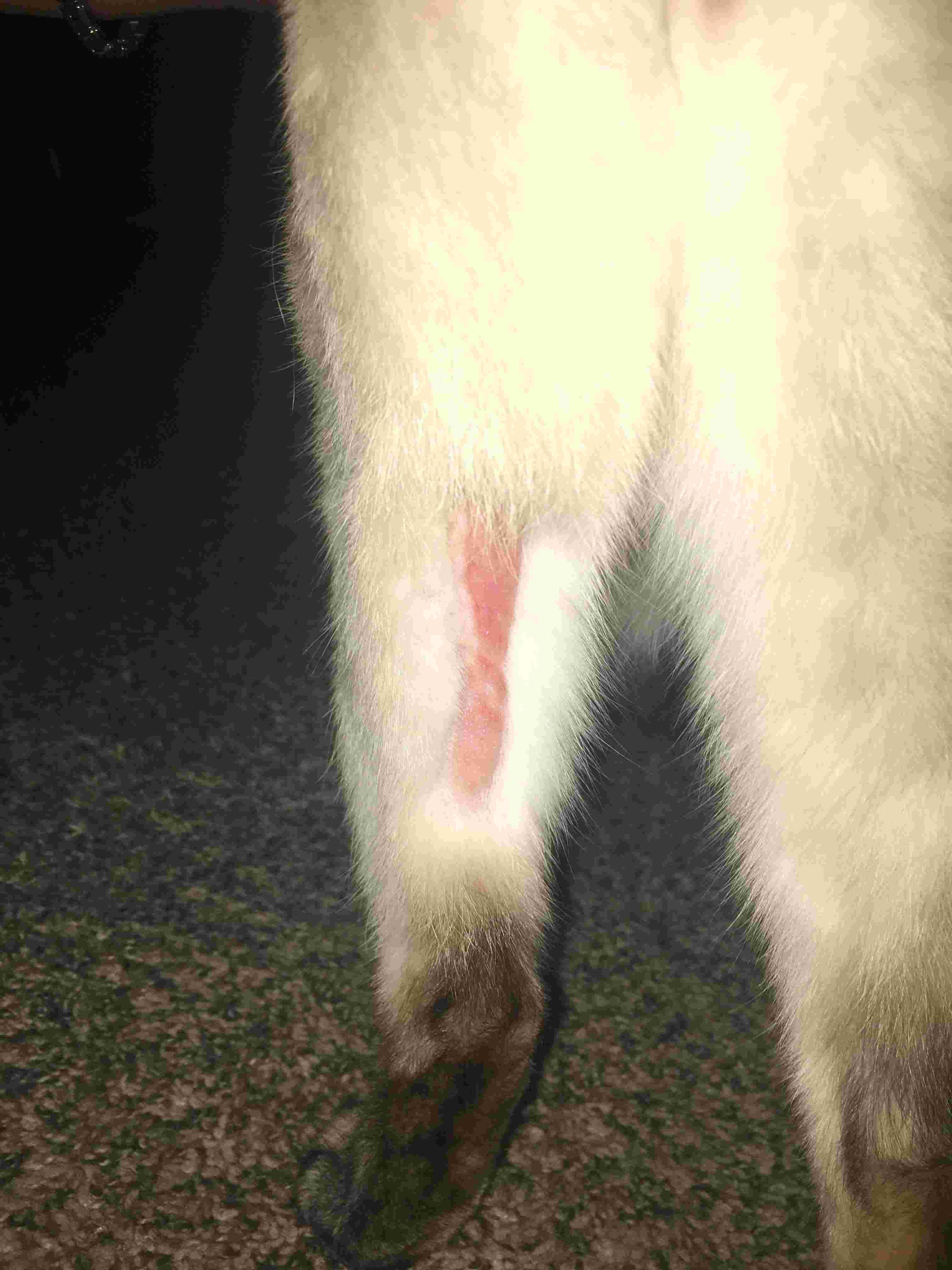 My Cat Got Out: Red, Growing, Hairless Leg Patch. Infected? | Petco