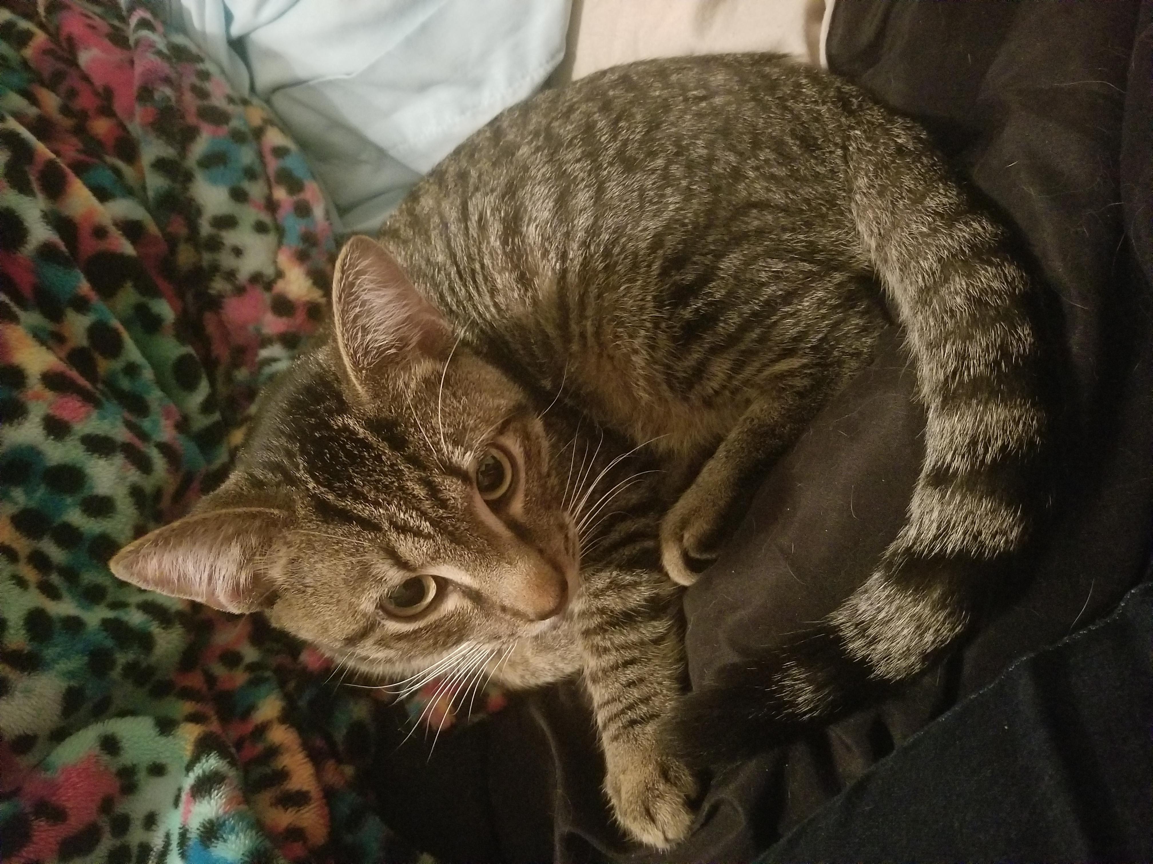 View of Why is my cat lethargic, dry nose, eating less, losing weight? | Petco