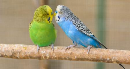 Egg Binding & Dystocia in Birds: Signs & Treatment