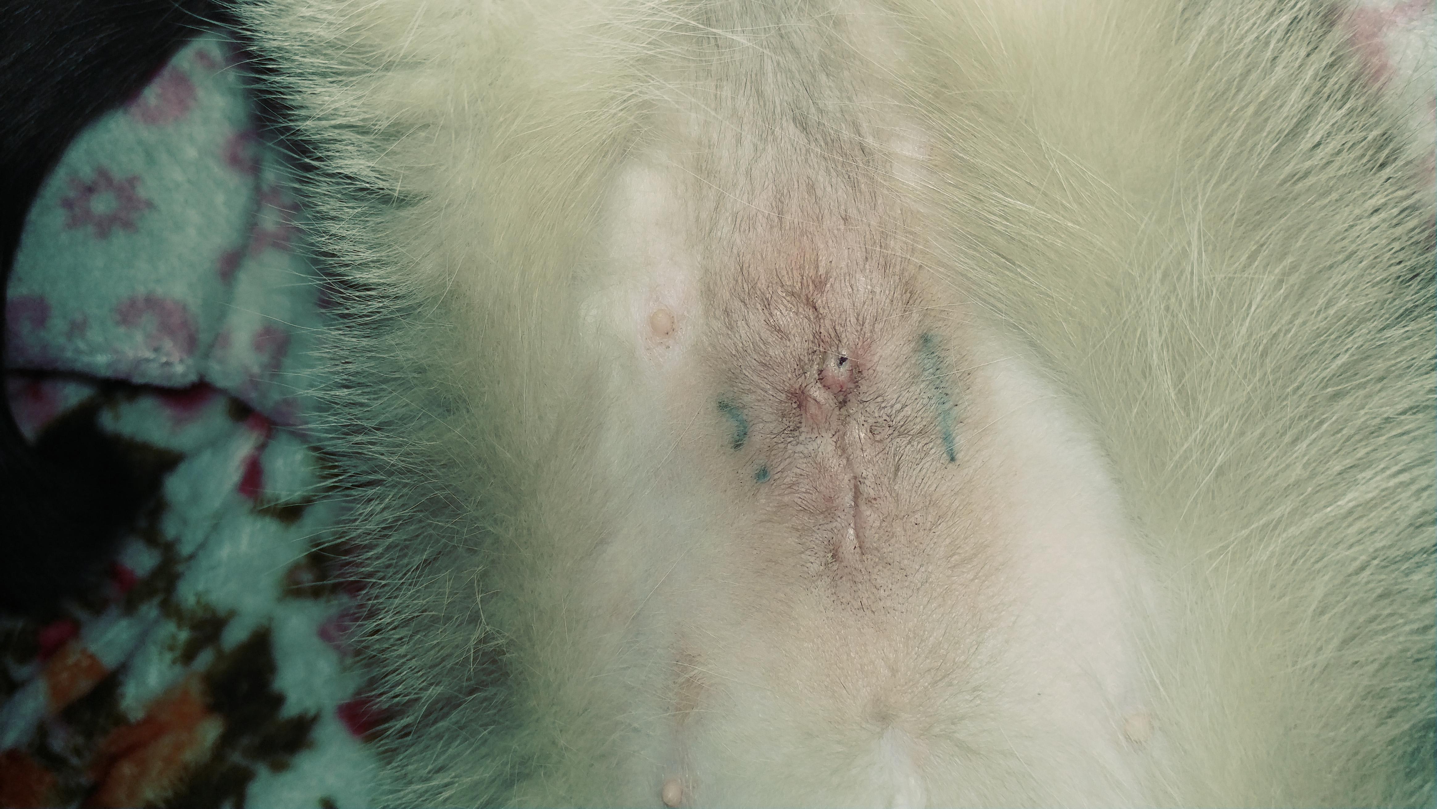 How to Tell if Your Pet's Spay Incision is Infected or Healing? | Petco