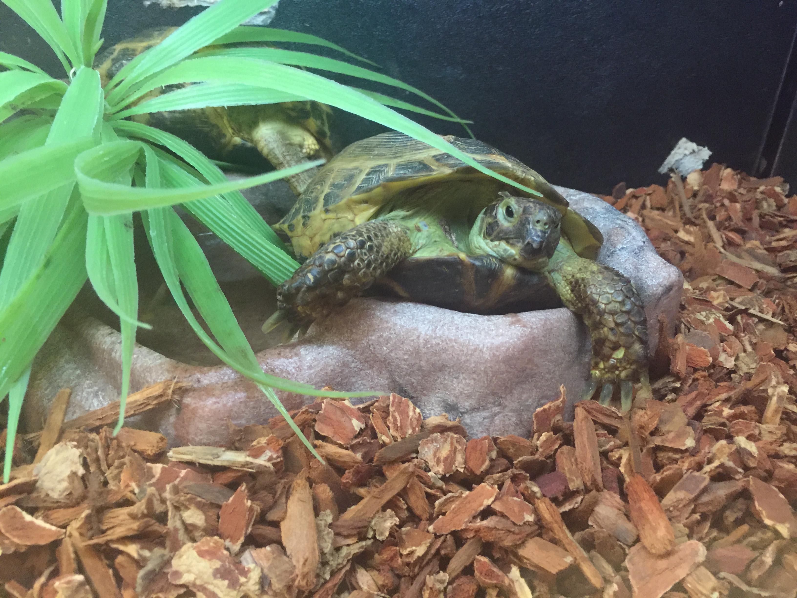 Why is my Russian tortoise's shell dry and burrowing under bowl? | Petco