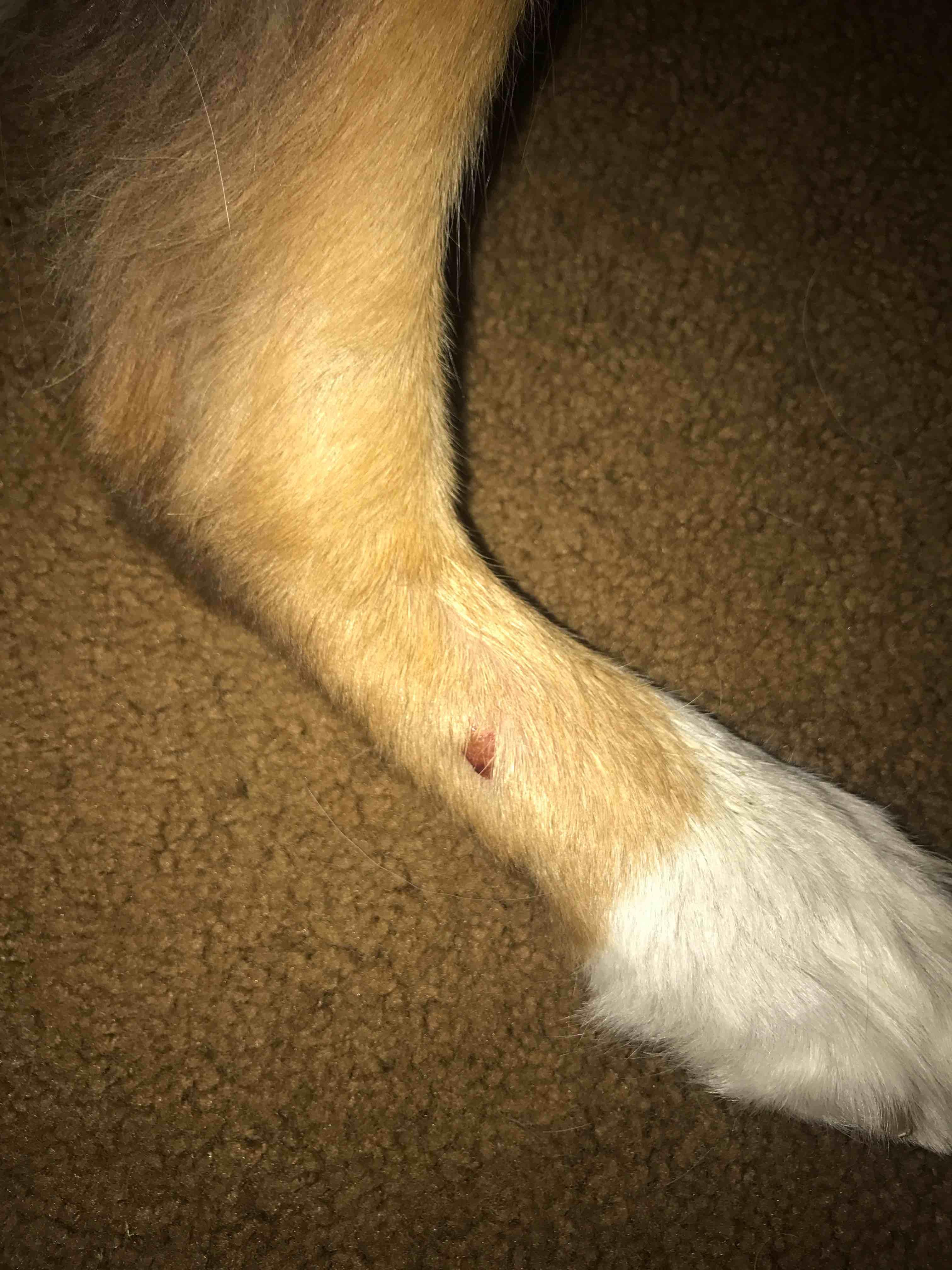 My Dog Has a Spot on His Back Foot: Licking or Serious? | Petco