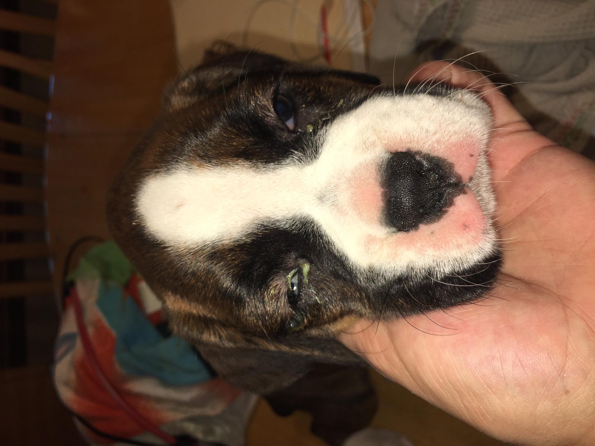 8-week Boxer puppy has green eye discharge. Is it an emergency? | Petco