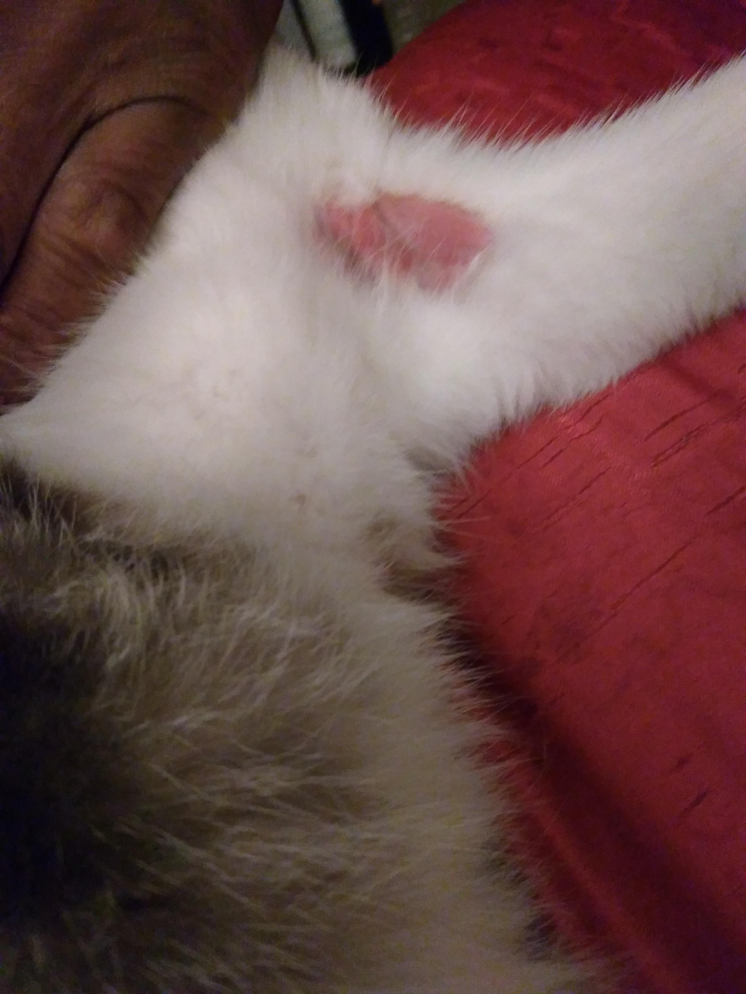 My Cat Has a Red, Bald Spot: Is It an Infected Hot Spot? | Petco