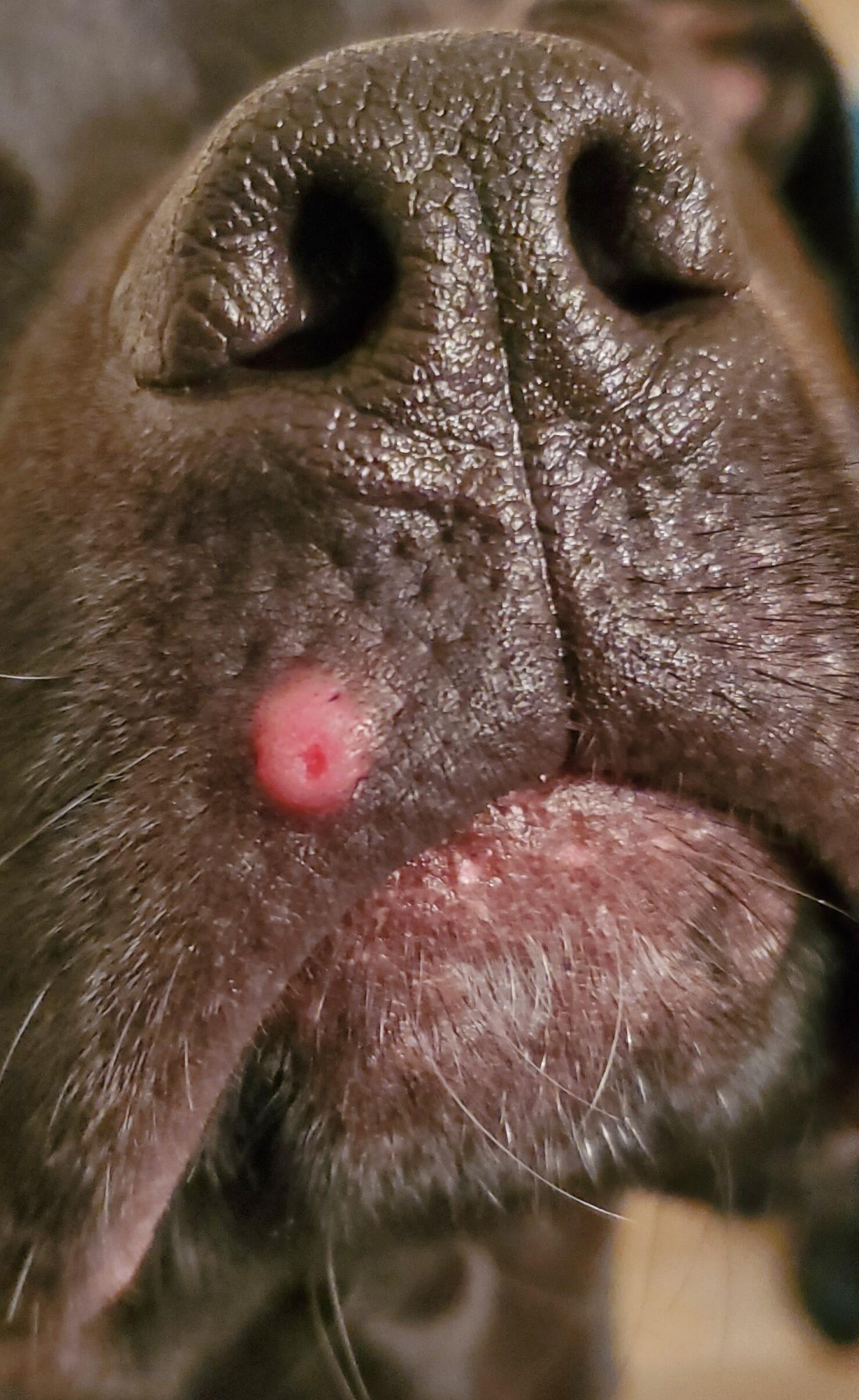 Why does my dog have a red spot with a divet under her nose? | Petco