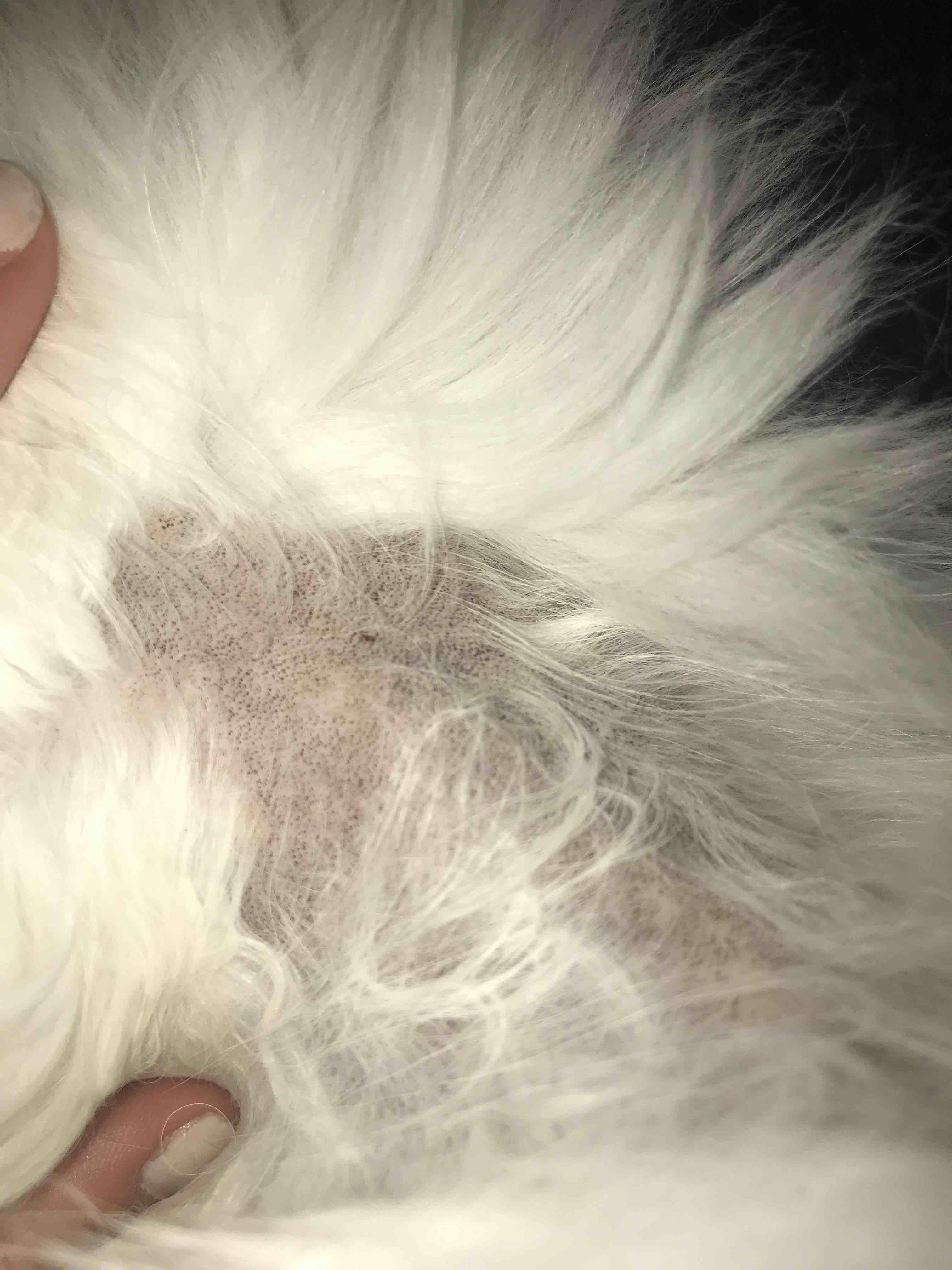 My cat's skin dark/rough after mat removal: Is it normal? | Petco