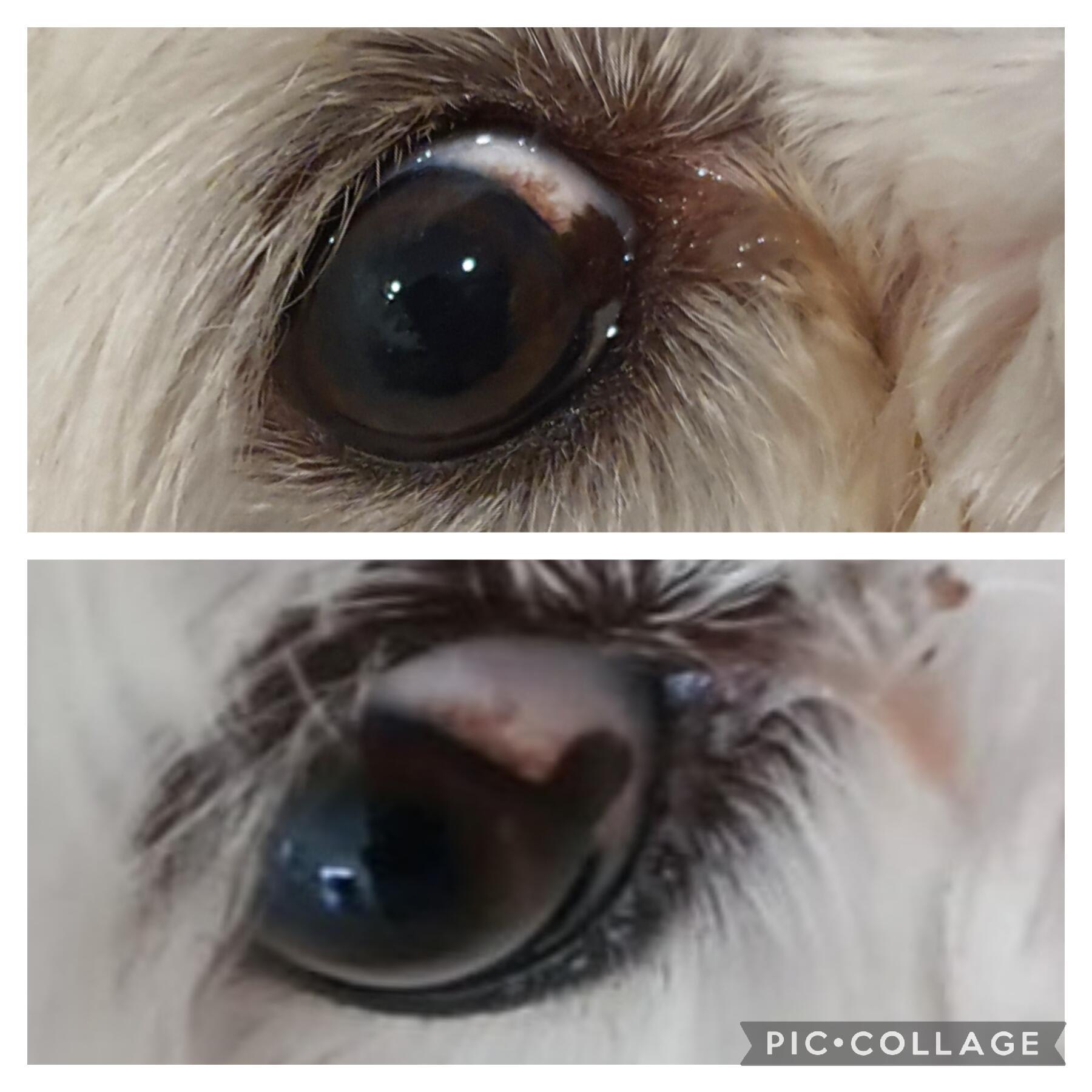 My dog has a growing brown spot on his eye. Is it serious? | Petco