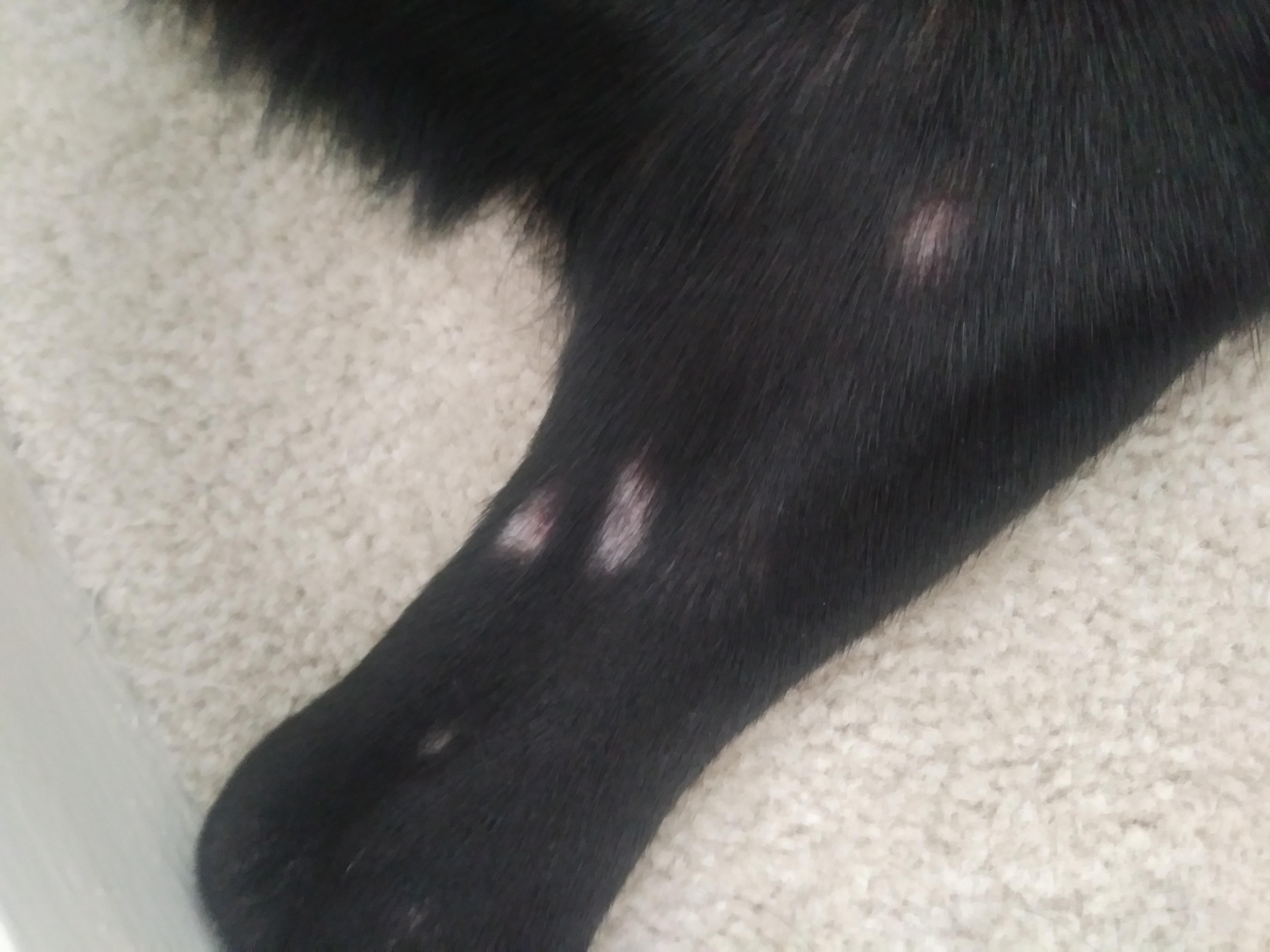 My Dog Has Red Scaly Spots and Hair Loss: What to Do? | Petco