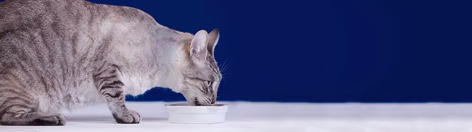 Senior Cat Care: Best Health & Wellness Tips for Your Aging Feline