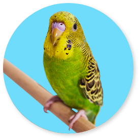 ShopBird-Shop-Bird-Image