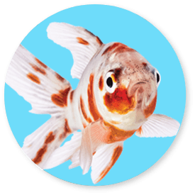 ShopFish-Shop-Fish-Image