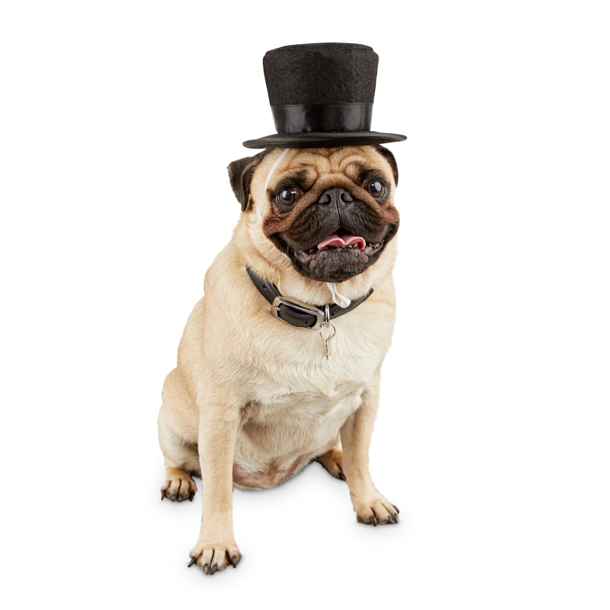 Bond \u0026 Co. Dog Top Hat, Small/Medium 