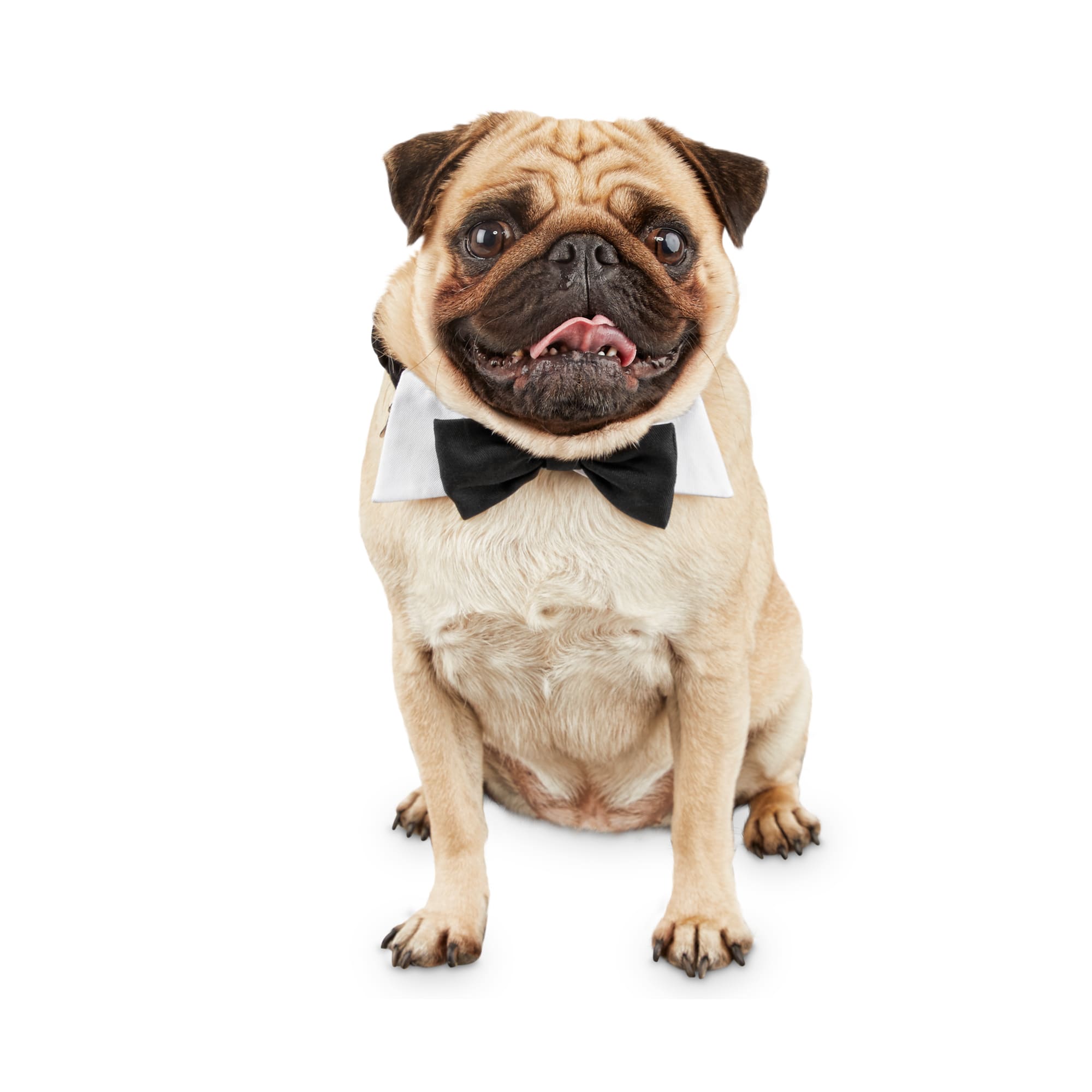 dog with bow tie