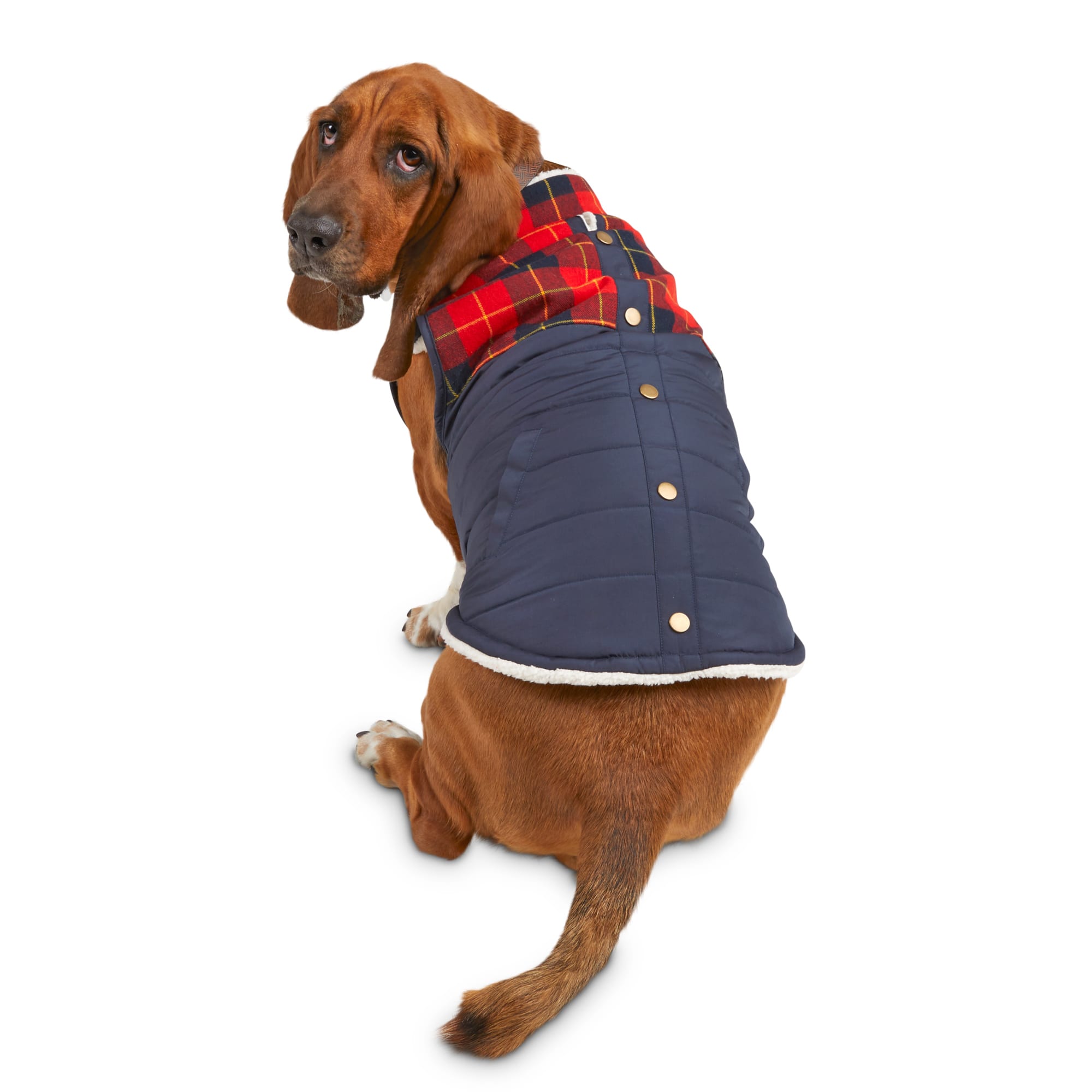 petco dog jacket